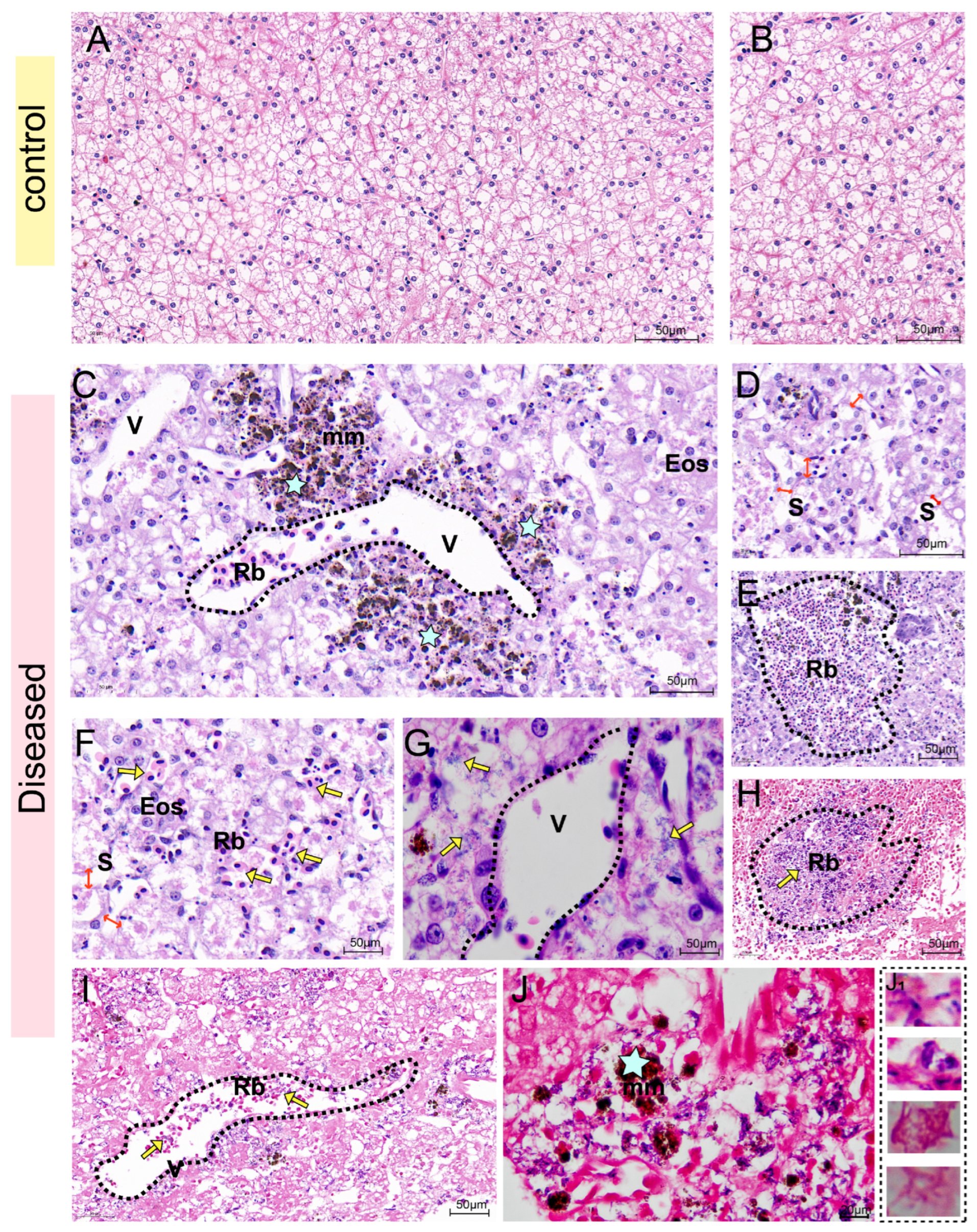 Biology 14 01498 g004