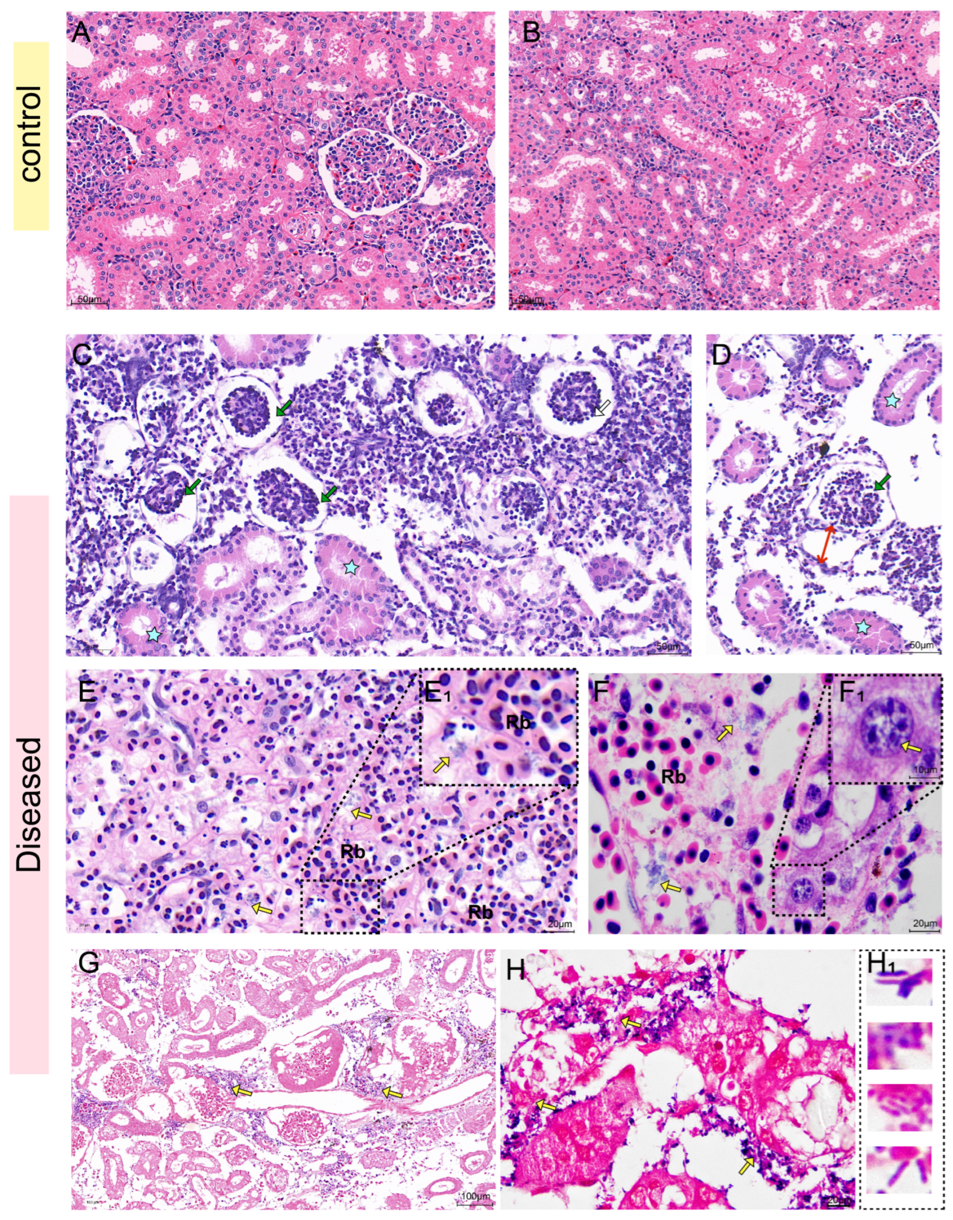 Biology 14 01498 g005