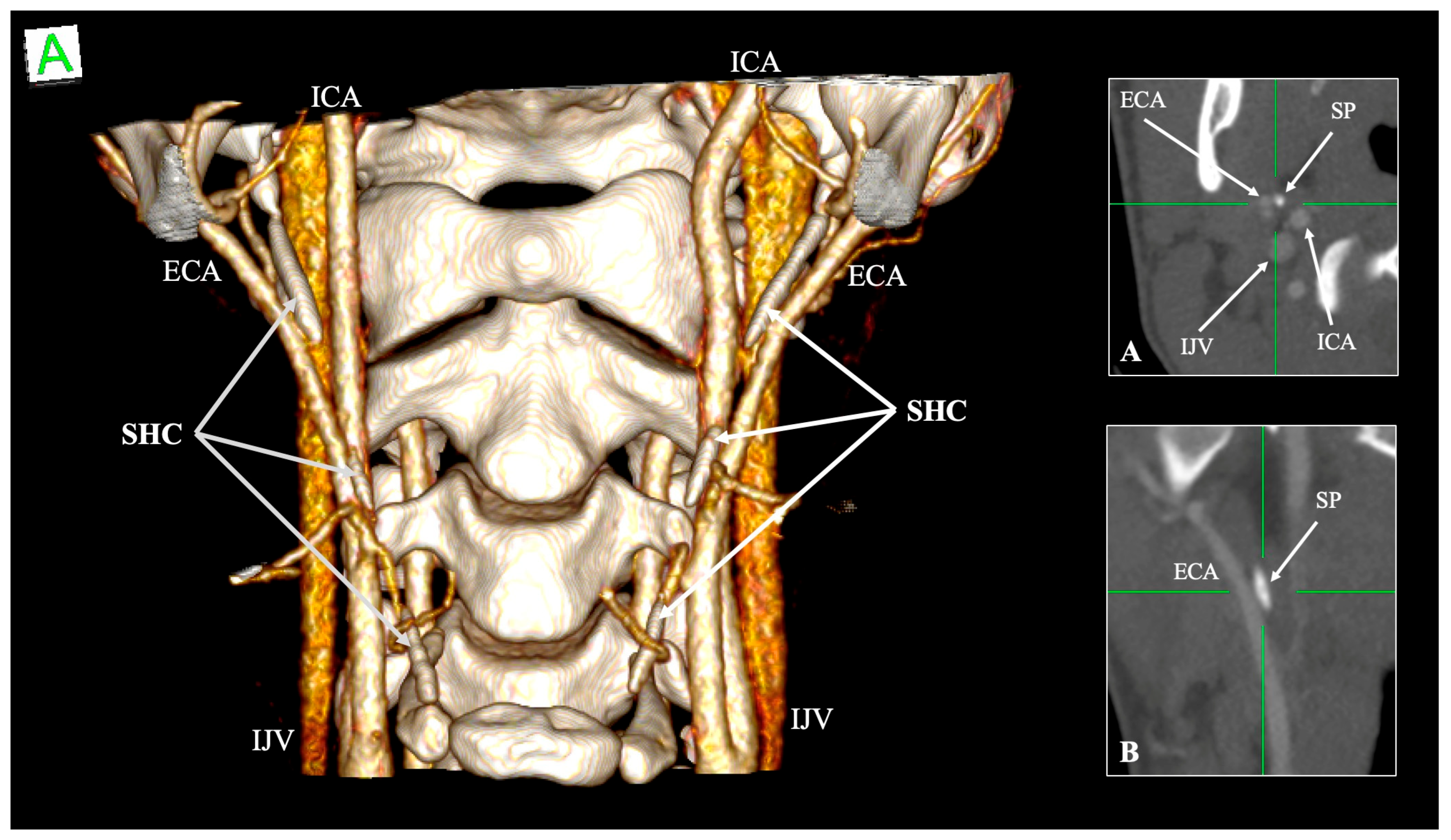 Biology 14 01500 g002 Biology 14 01500 g002