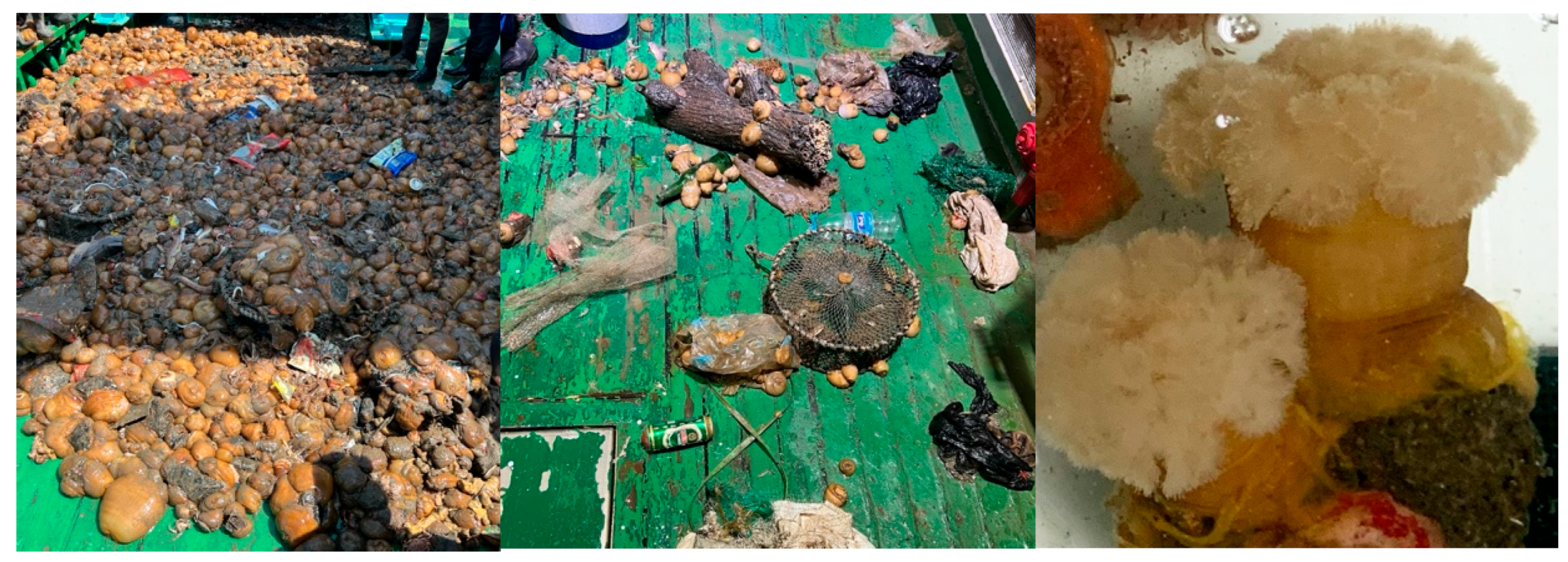 Biology 14 01508 g001 Biology 14 01508 g001