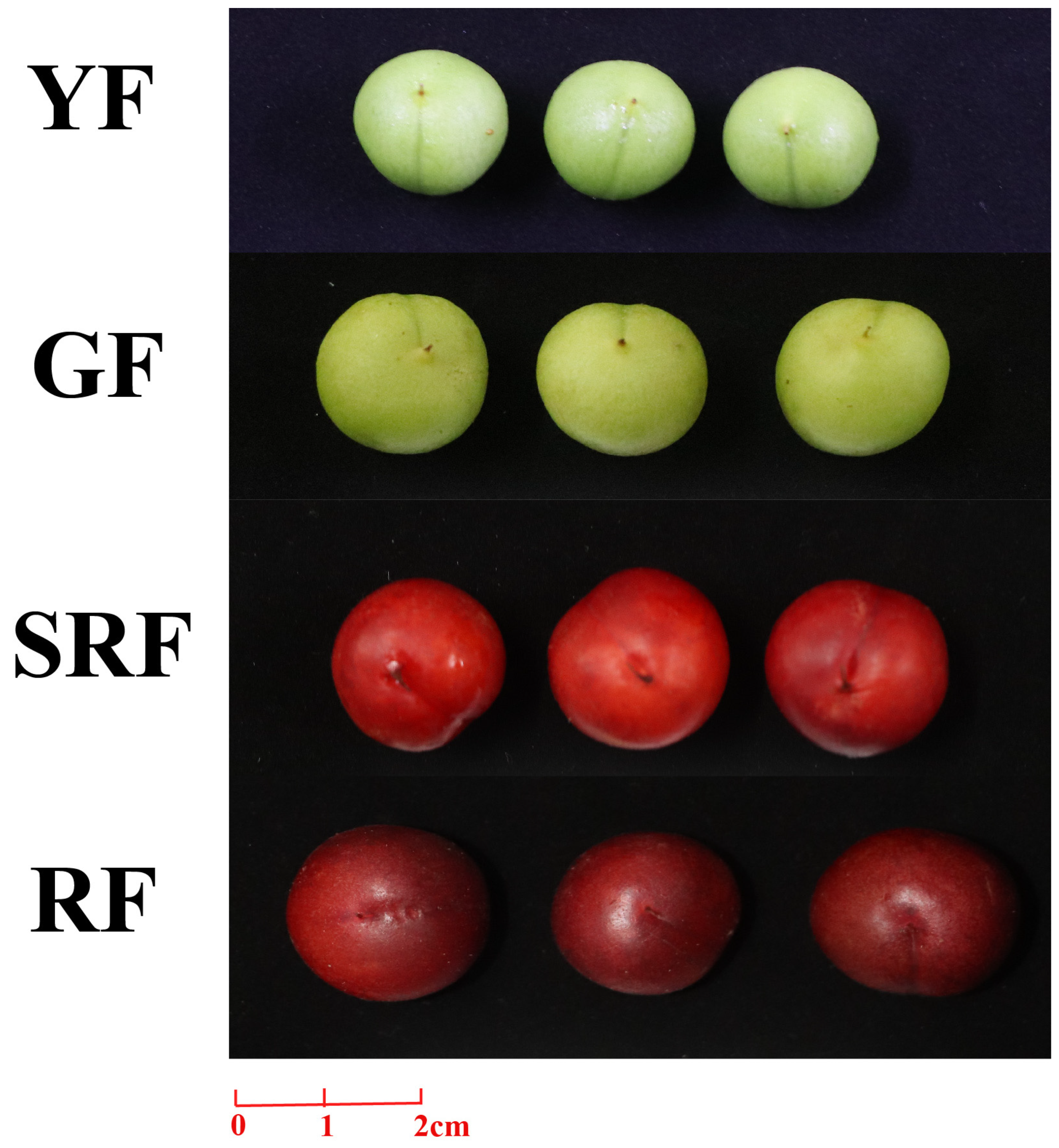 Biology 14 01511 g005 Biology 14 01511 g005