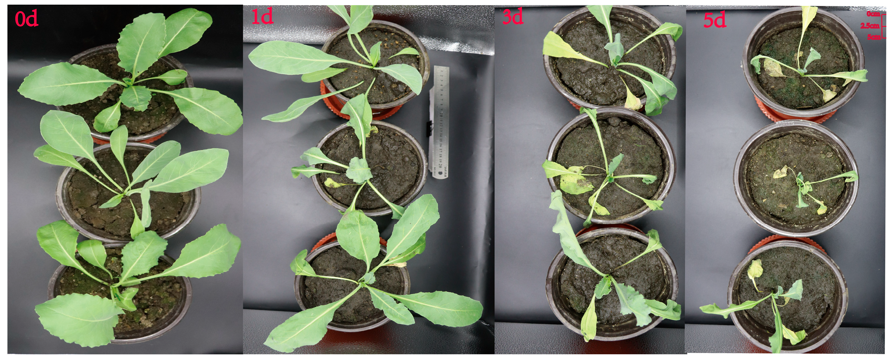 Biology 14 01518 g006 Biology 14 01518 g006