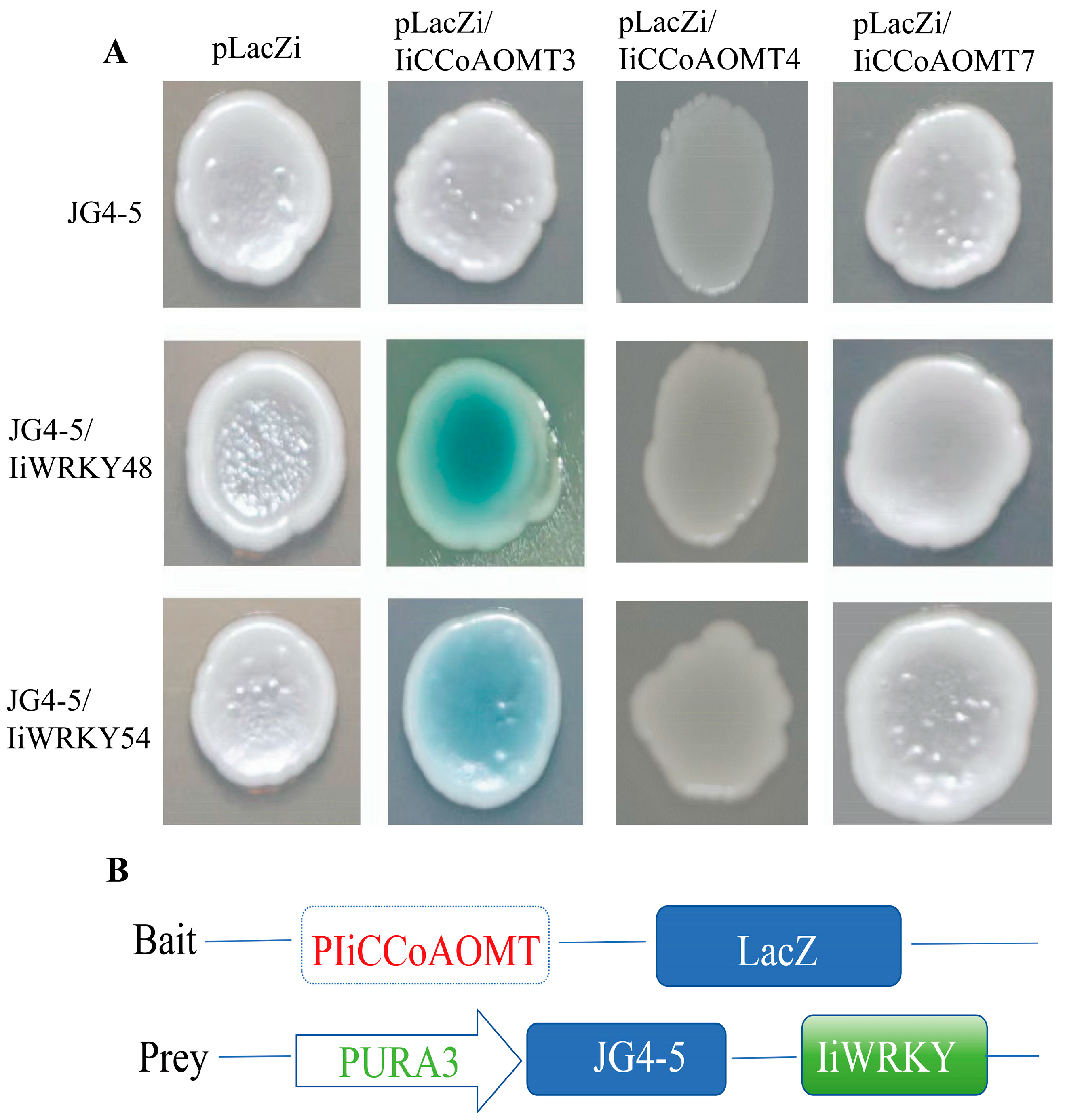 Biology 14 01518 g011 Biology 14 01518 g011