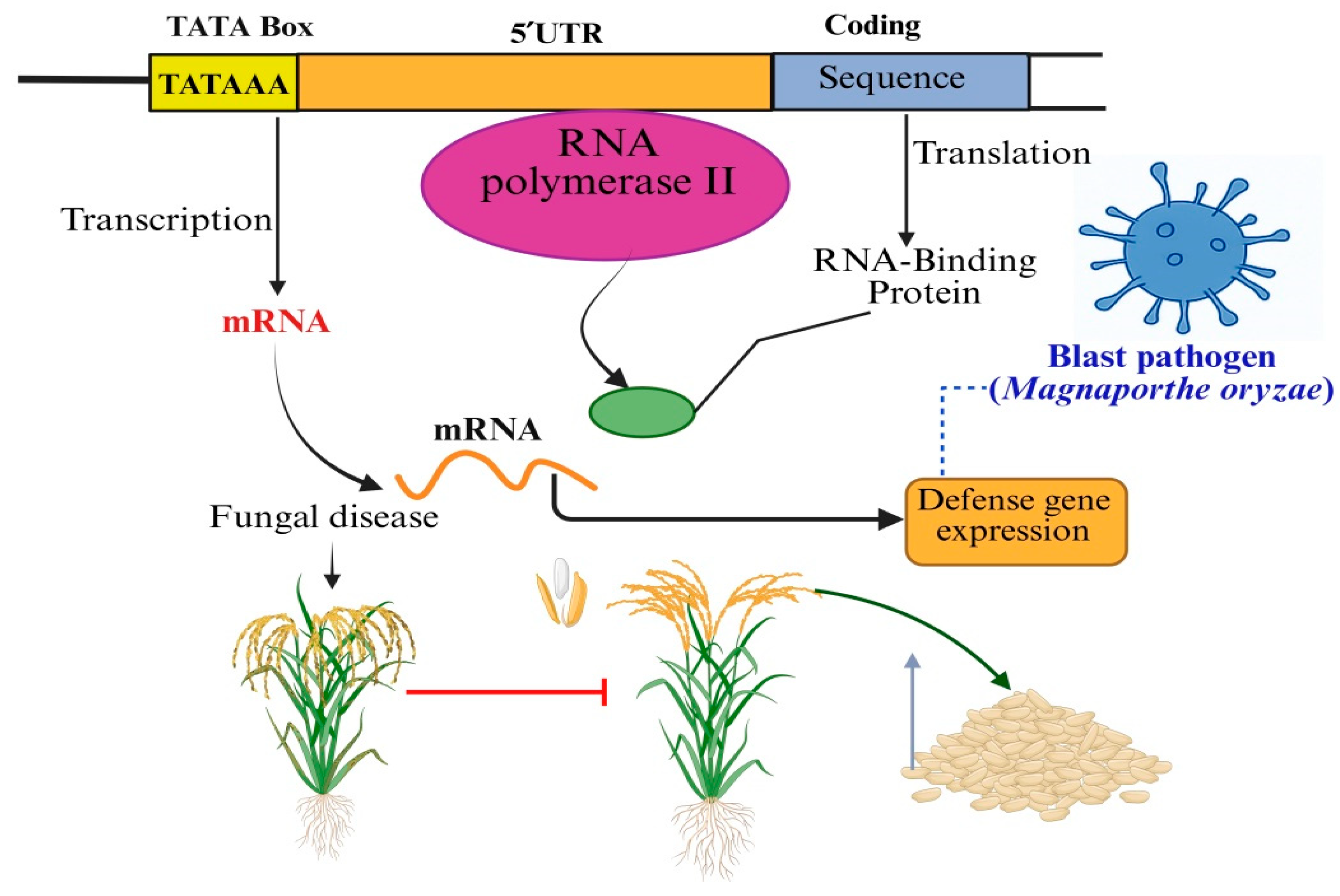 Biology 14 01522 g002 Biology 14 01522 g002