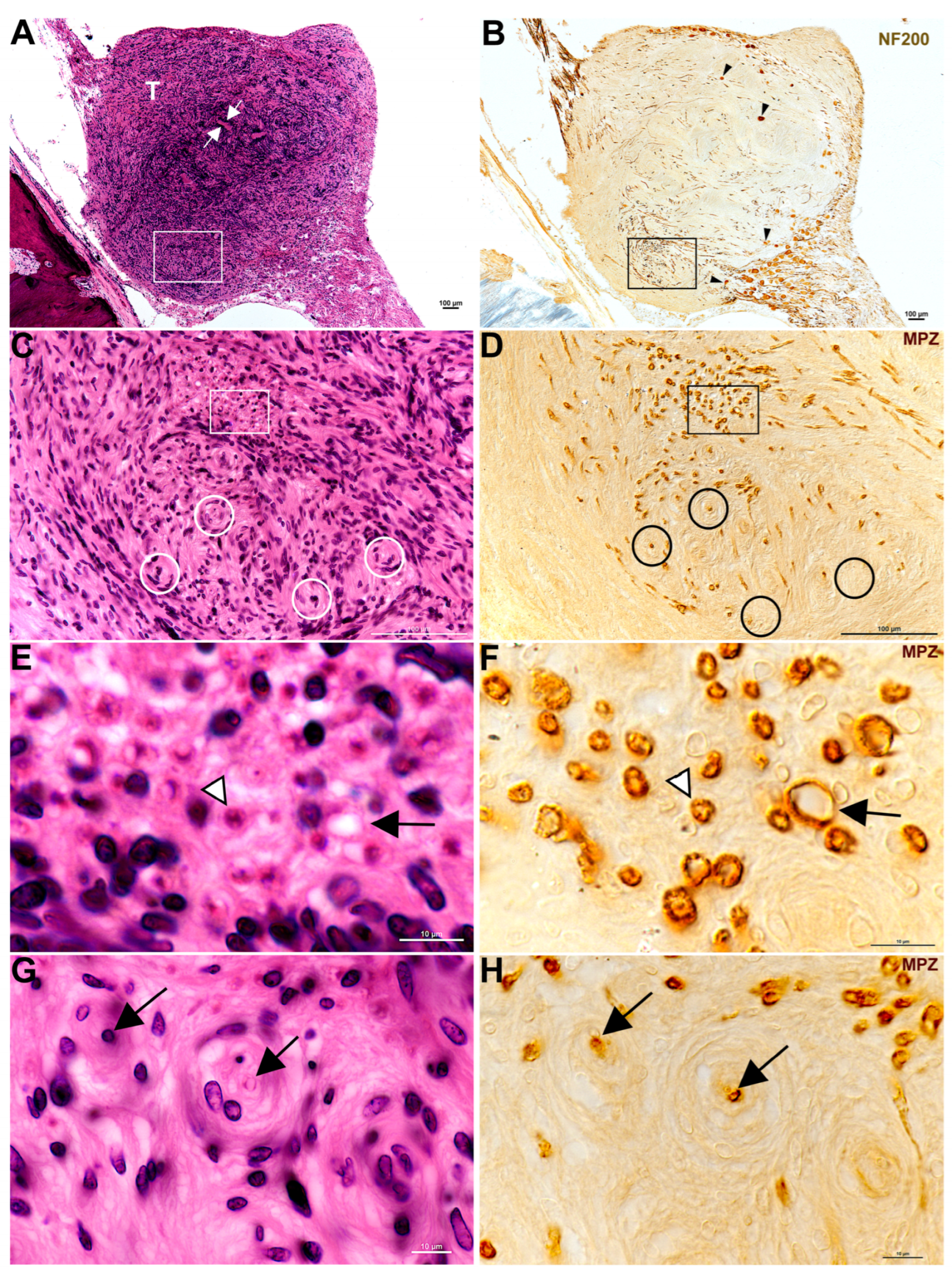 Biology 14 01540 g001