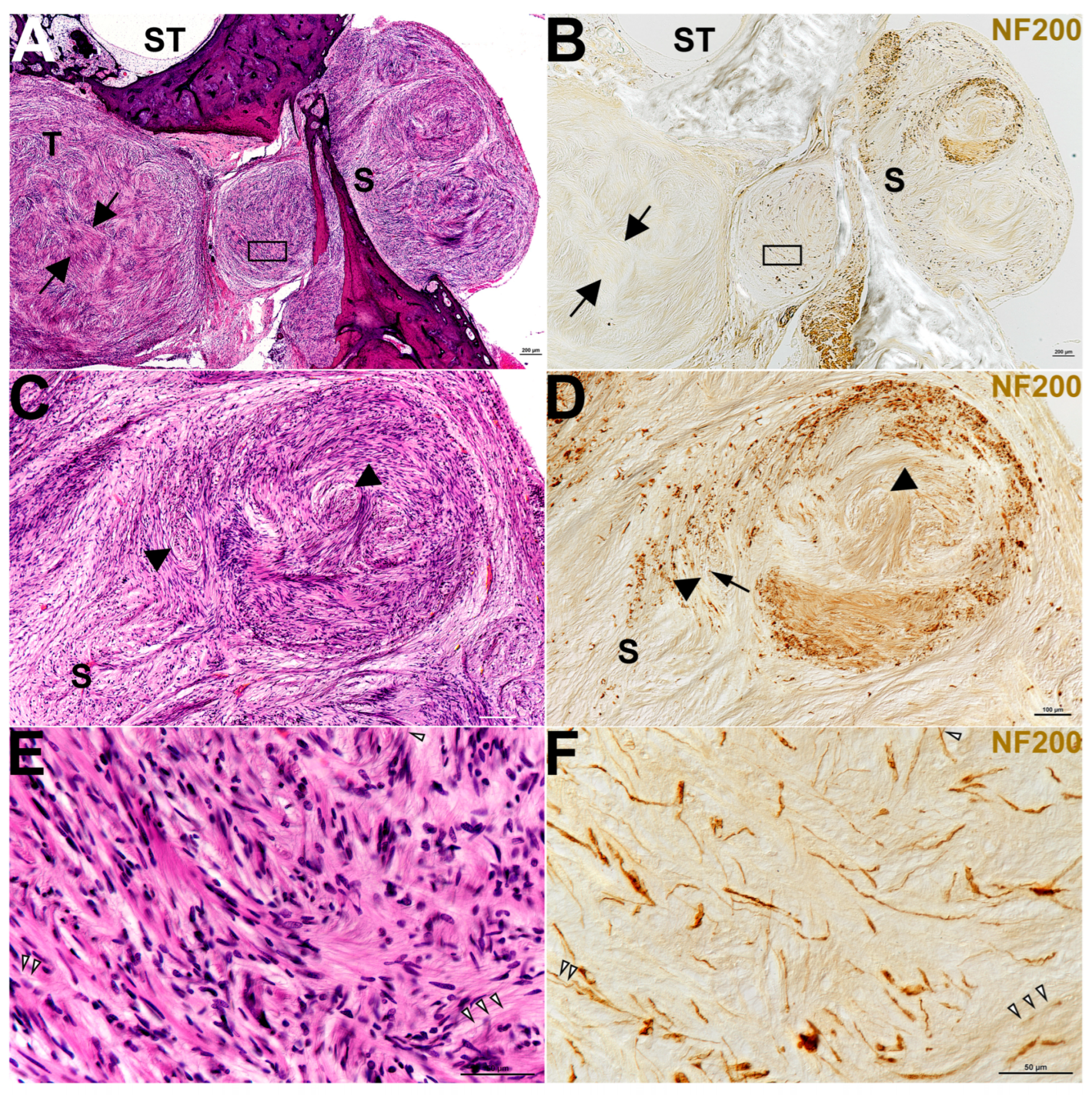 Biology 14 01540 g002
