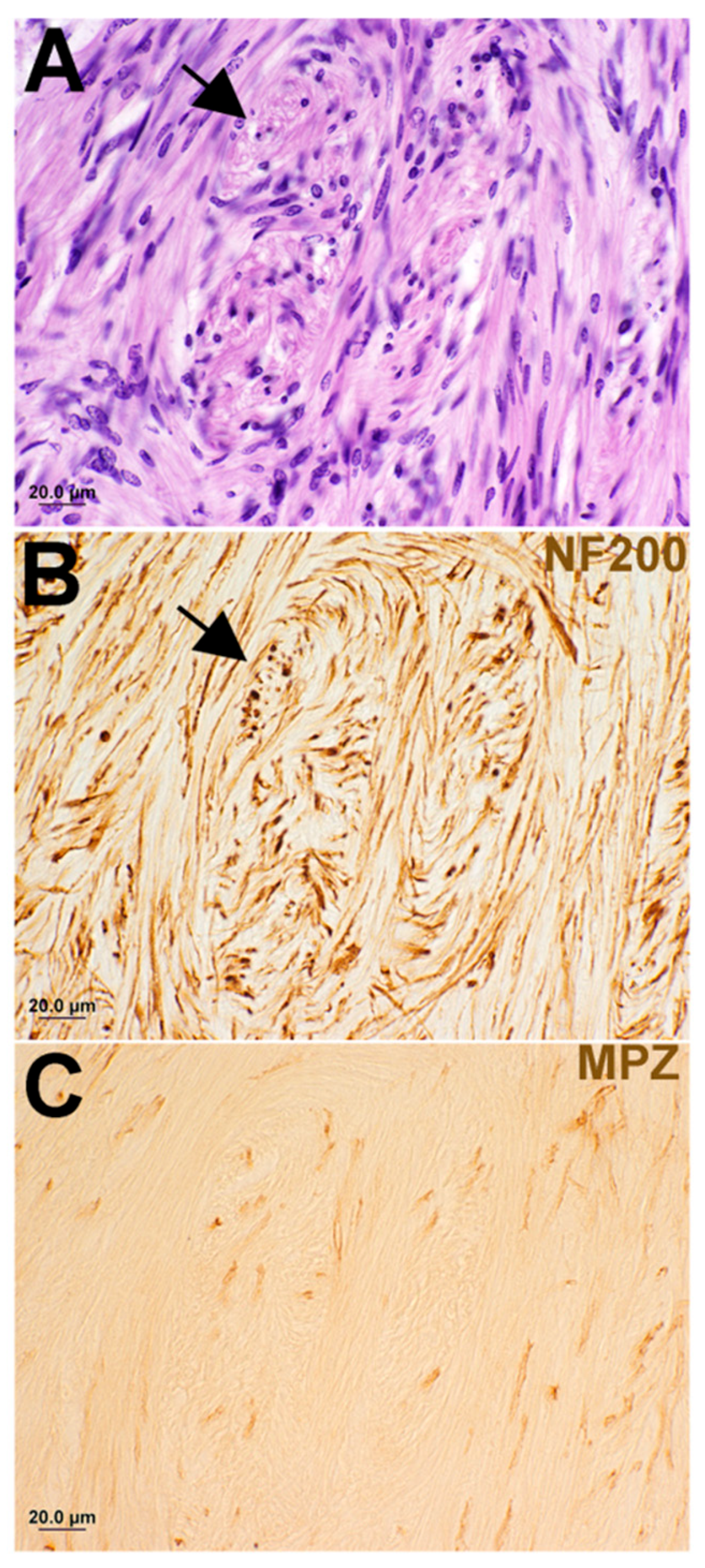 Biology 14 01540 g003