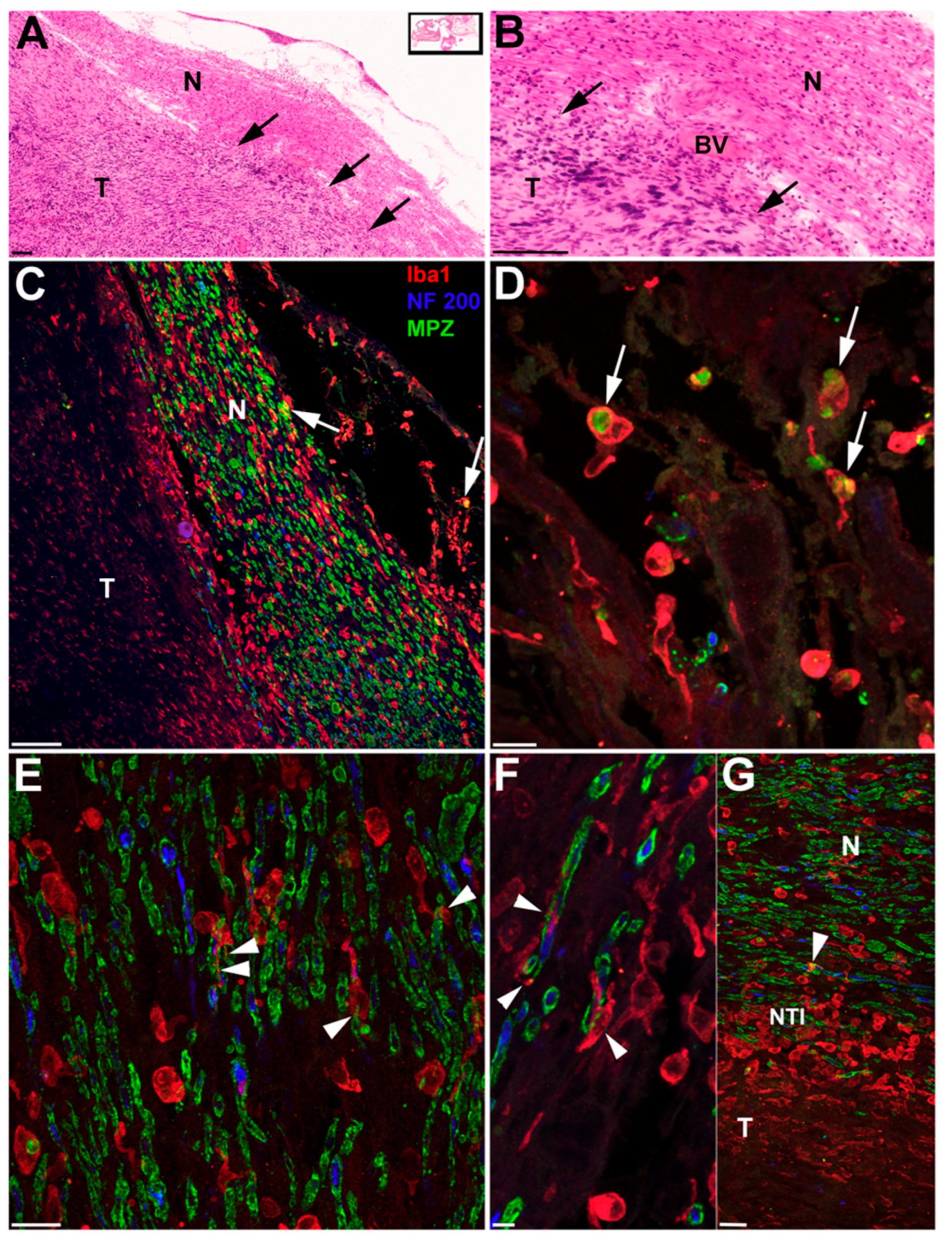 Biology 14 01540 g004