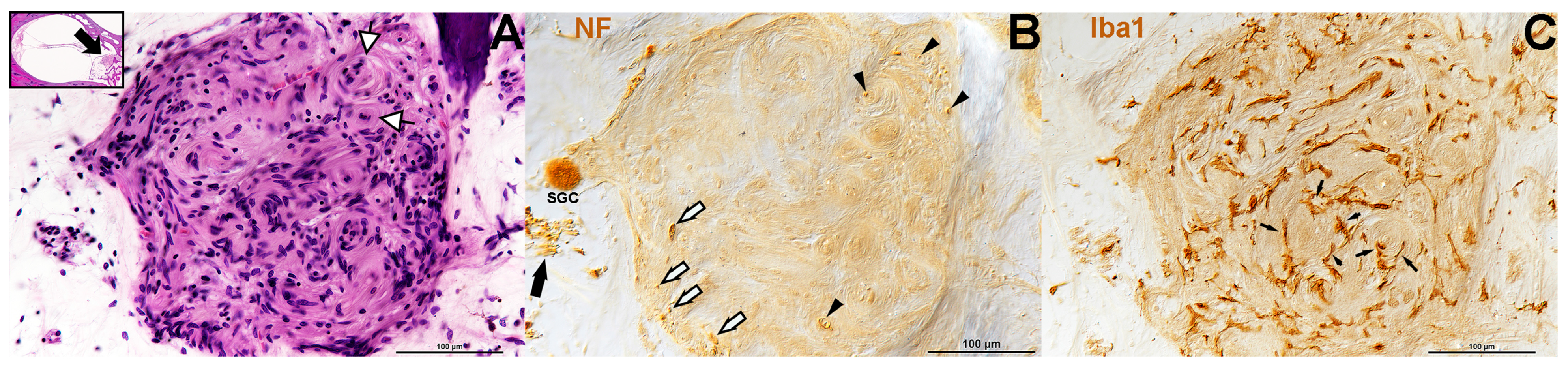 Biology 14 01540 g005