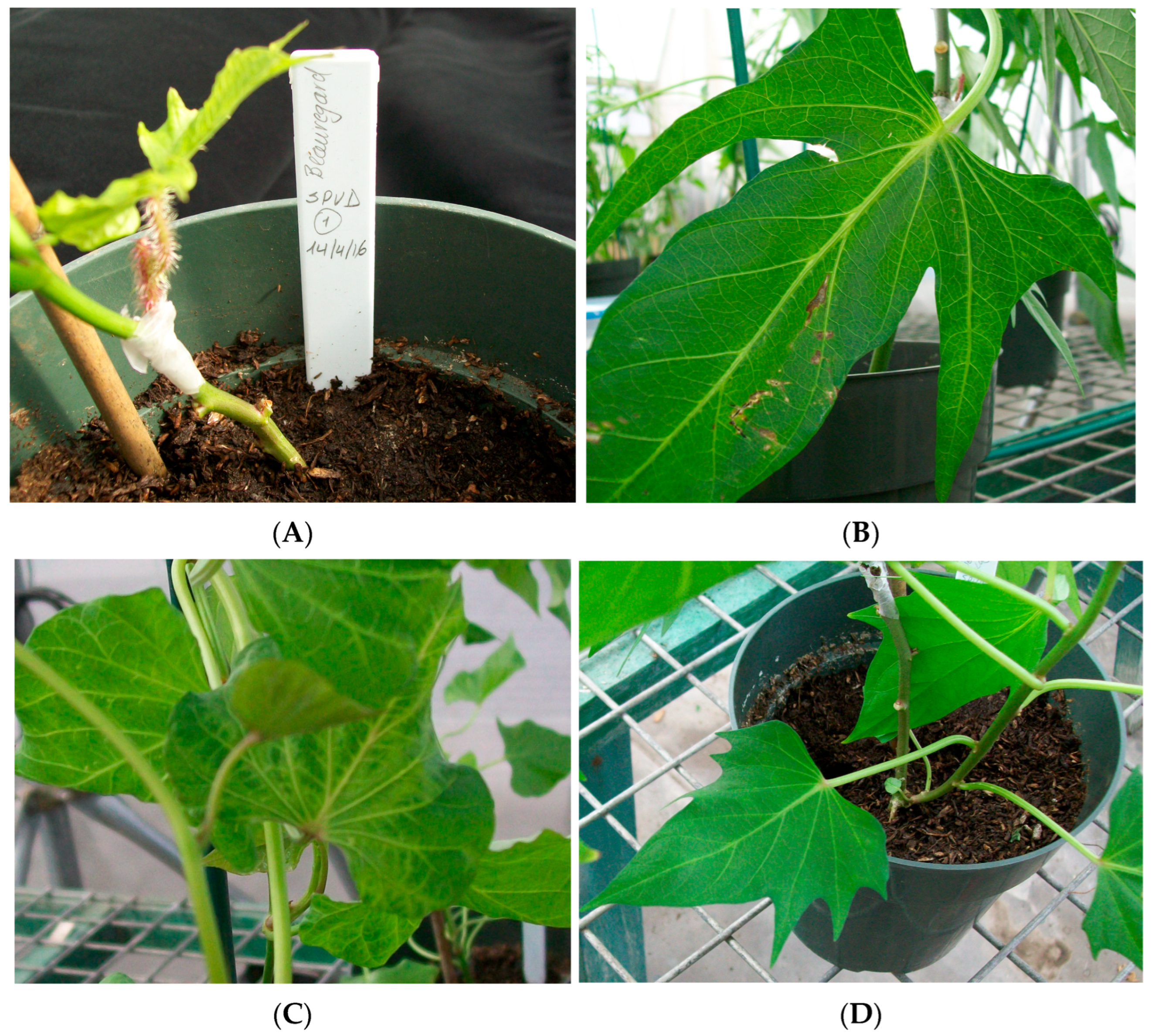 Biology 14 01541 g001 Biology 14 01541 g001