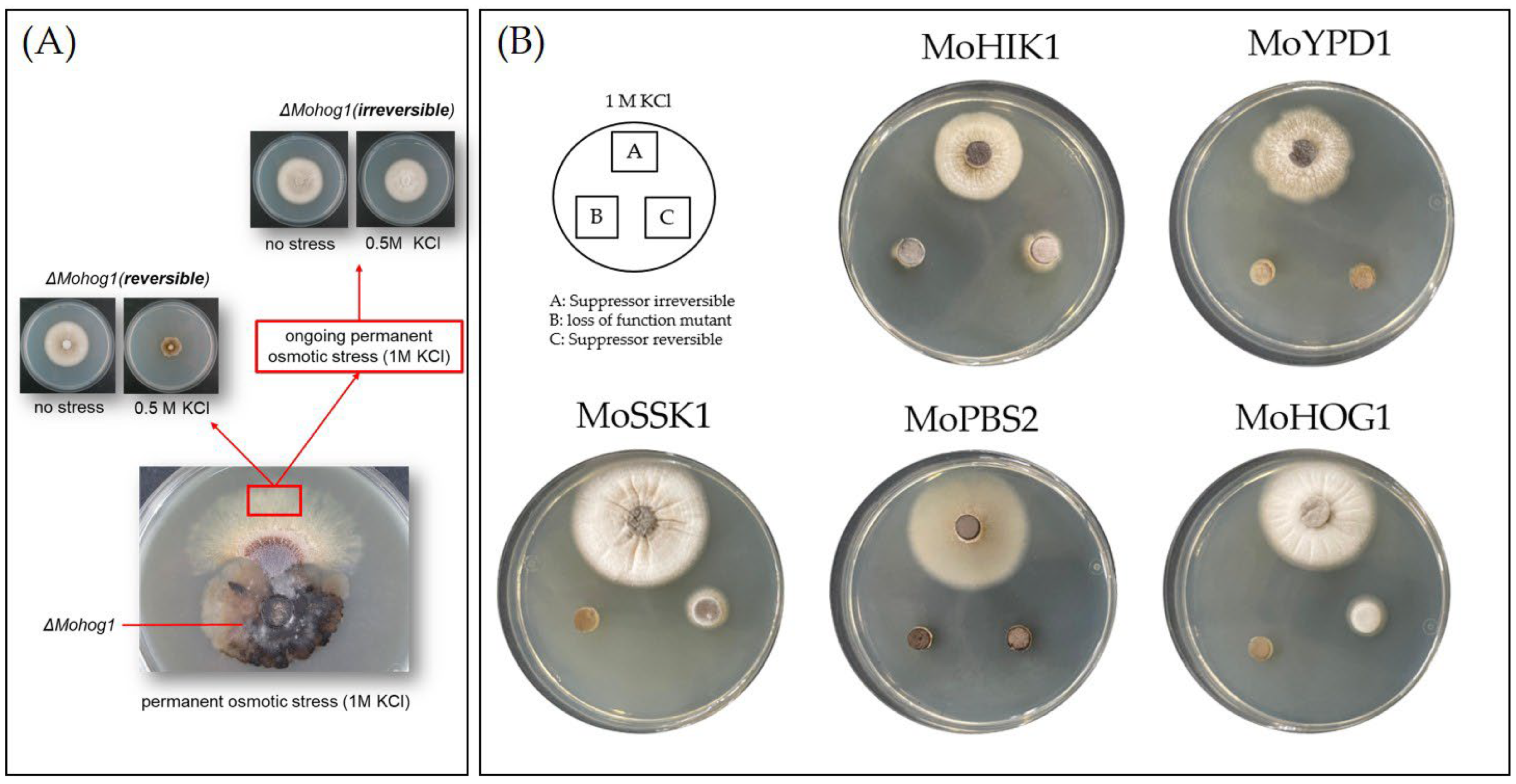 Biology 14 01545 g001 Biology 14 01545 g001