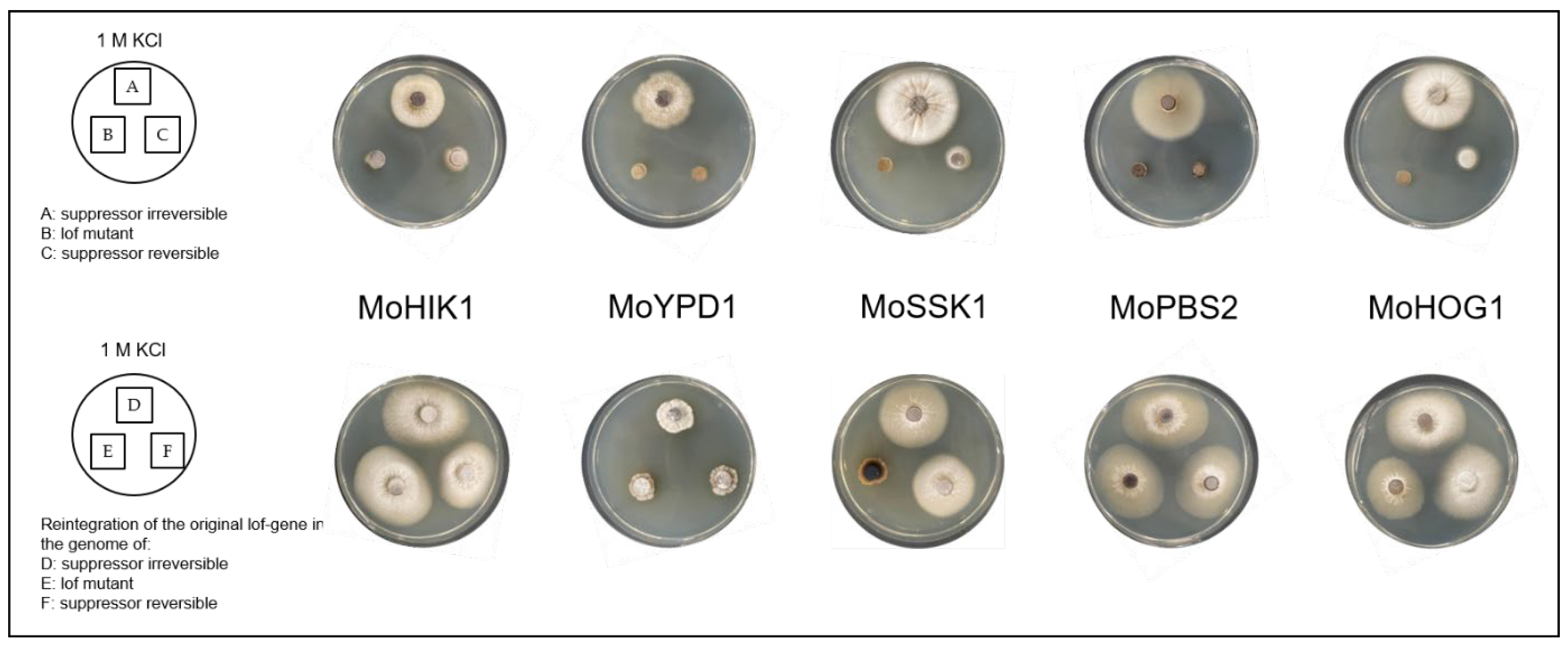 Biology 14 01545 g005 Biology 14 01545 g005