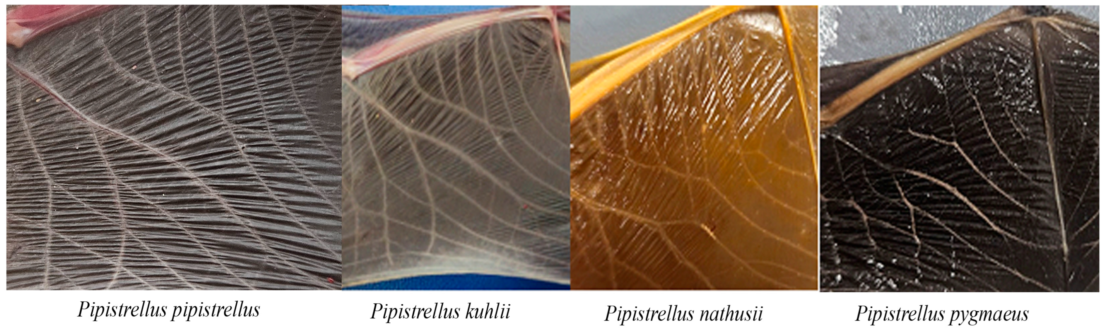 Biology 14 01549 g002 Biology 14 01549 g002