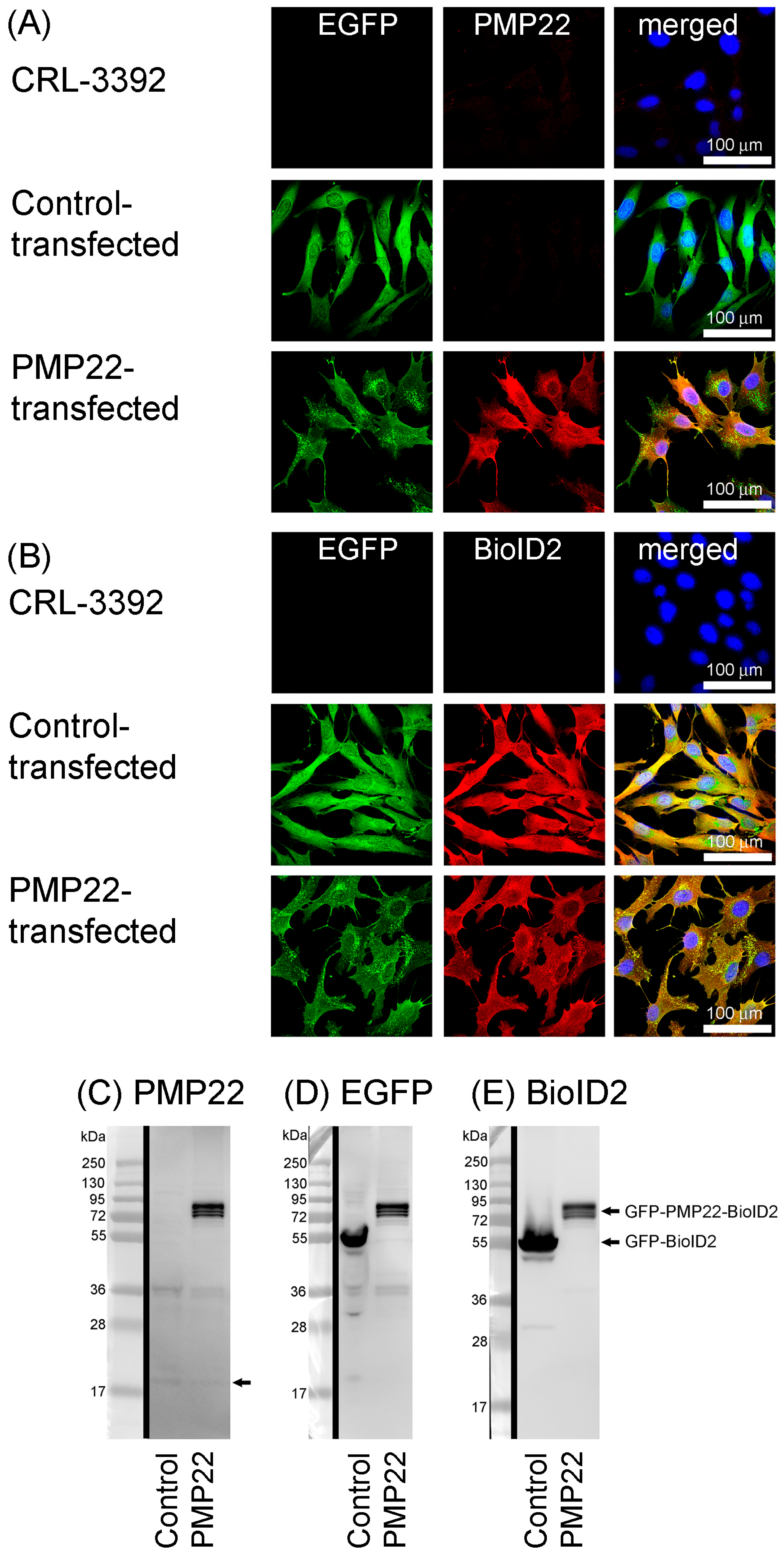 Biology 14 01552 g002 Biology 14 01552 g002