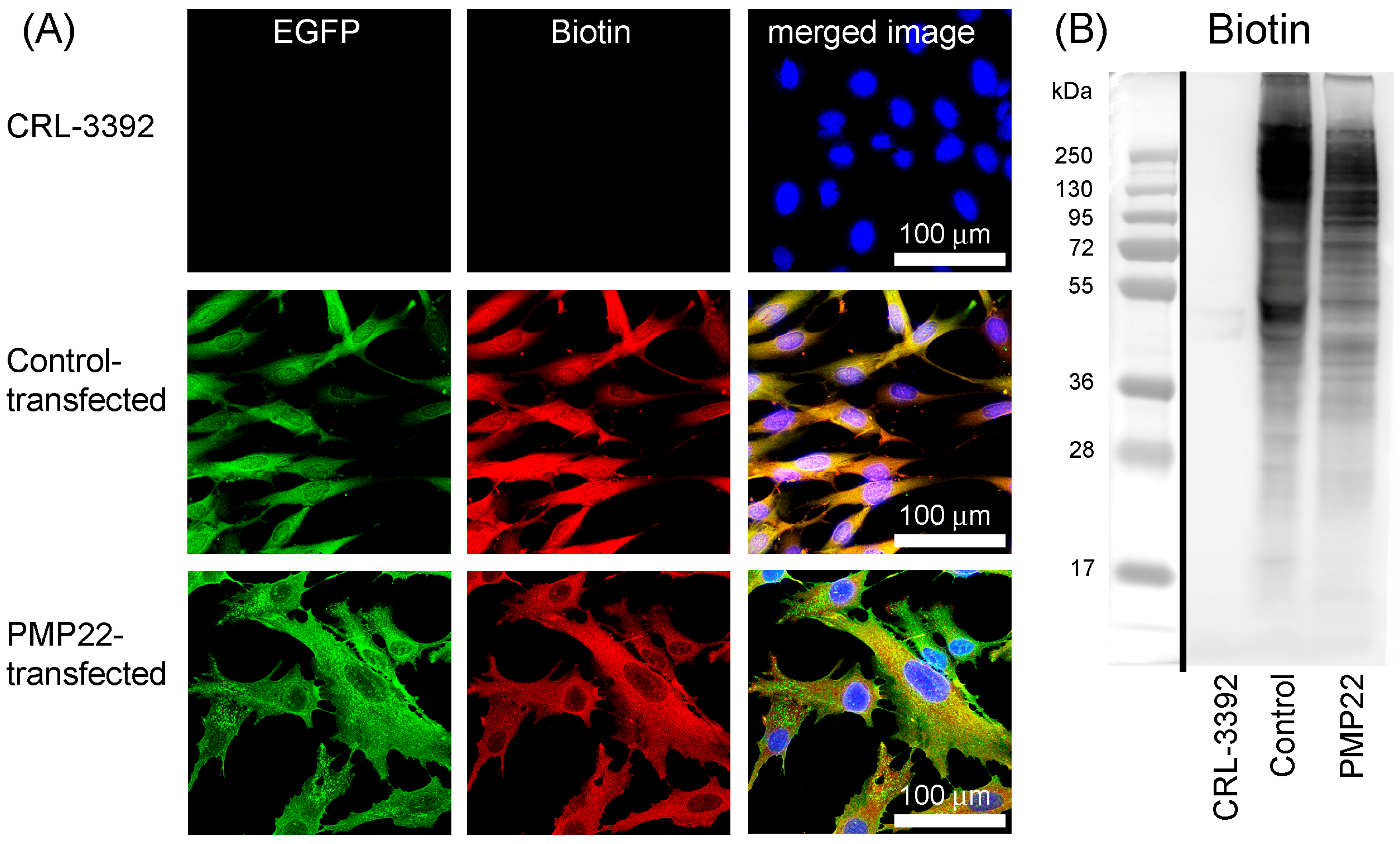 Biology 14 01552 g003 Biology 14 01552 g003