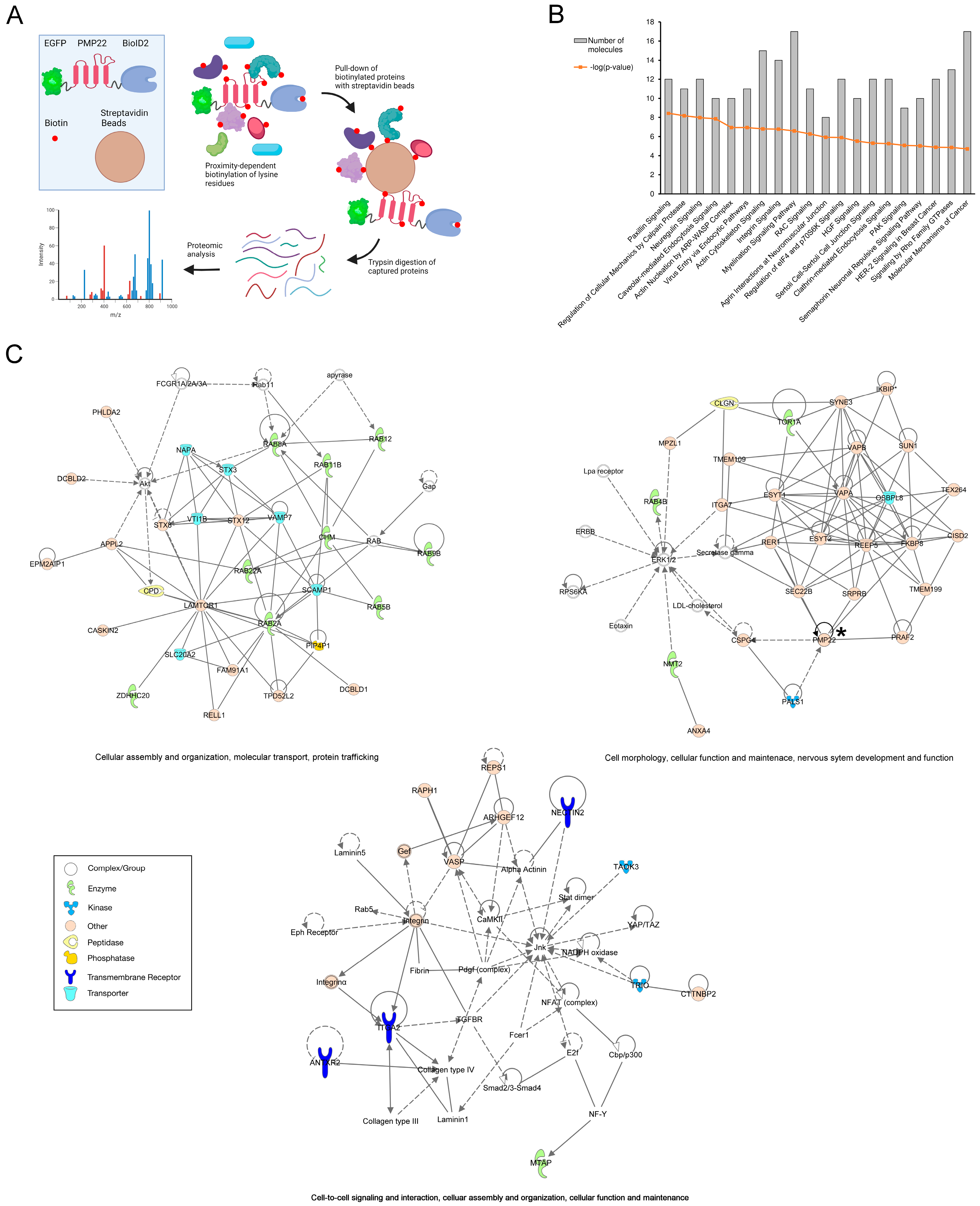 Biology 14 01552 g005 Biology 14 01552 g005