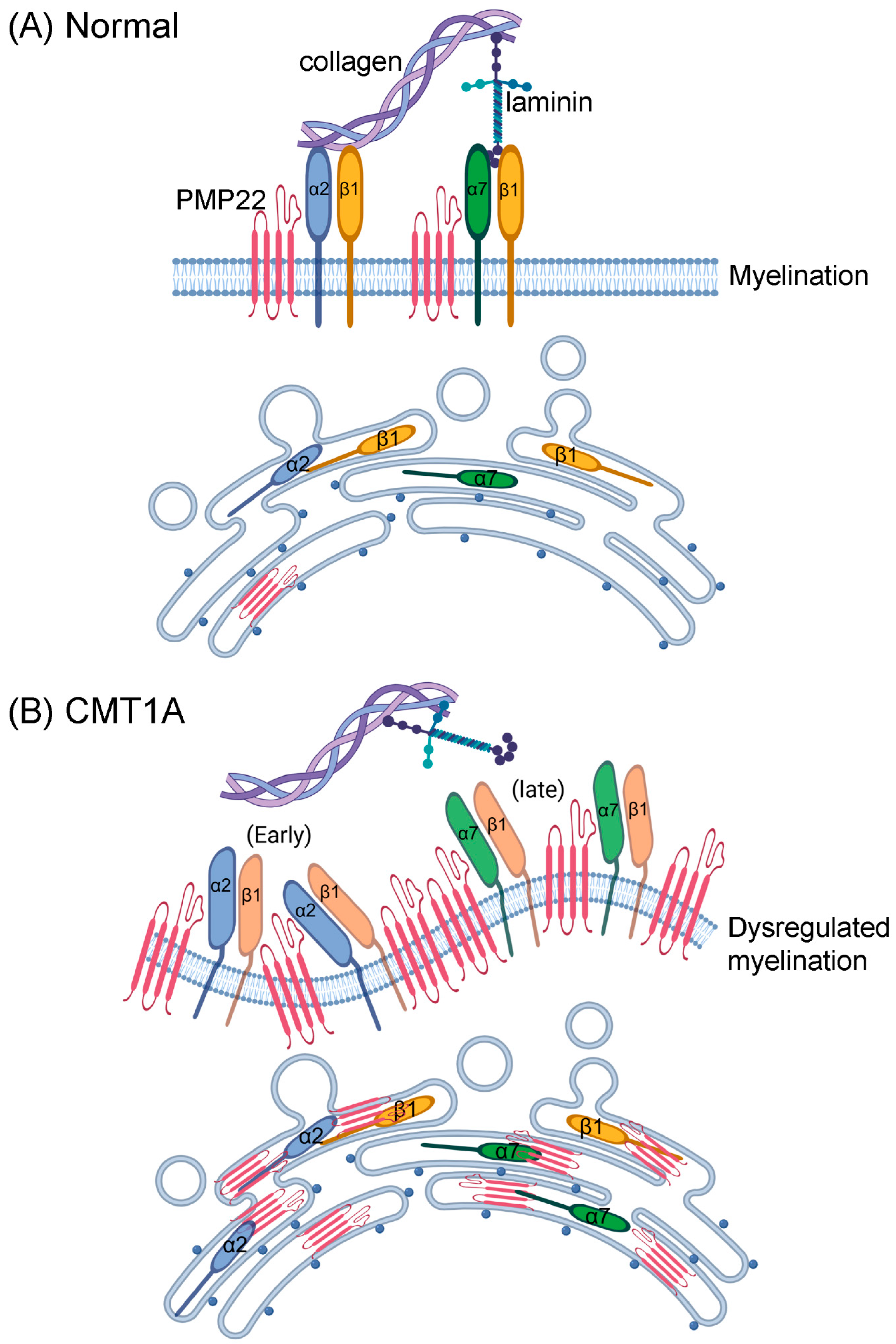 Biology 14 01552 g007 Biology 14 01552 g007