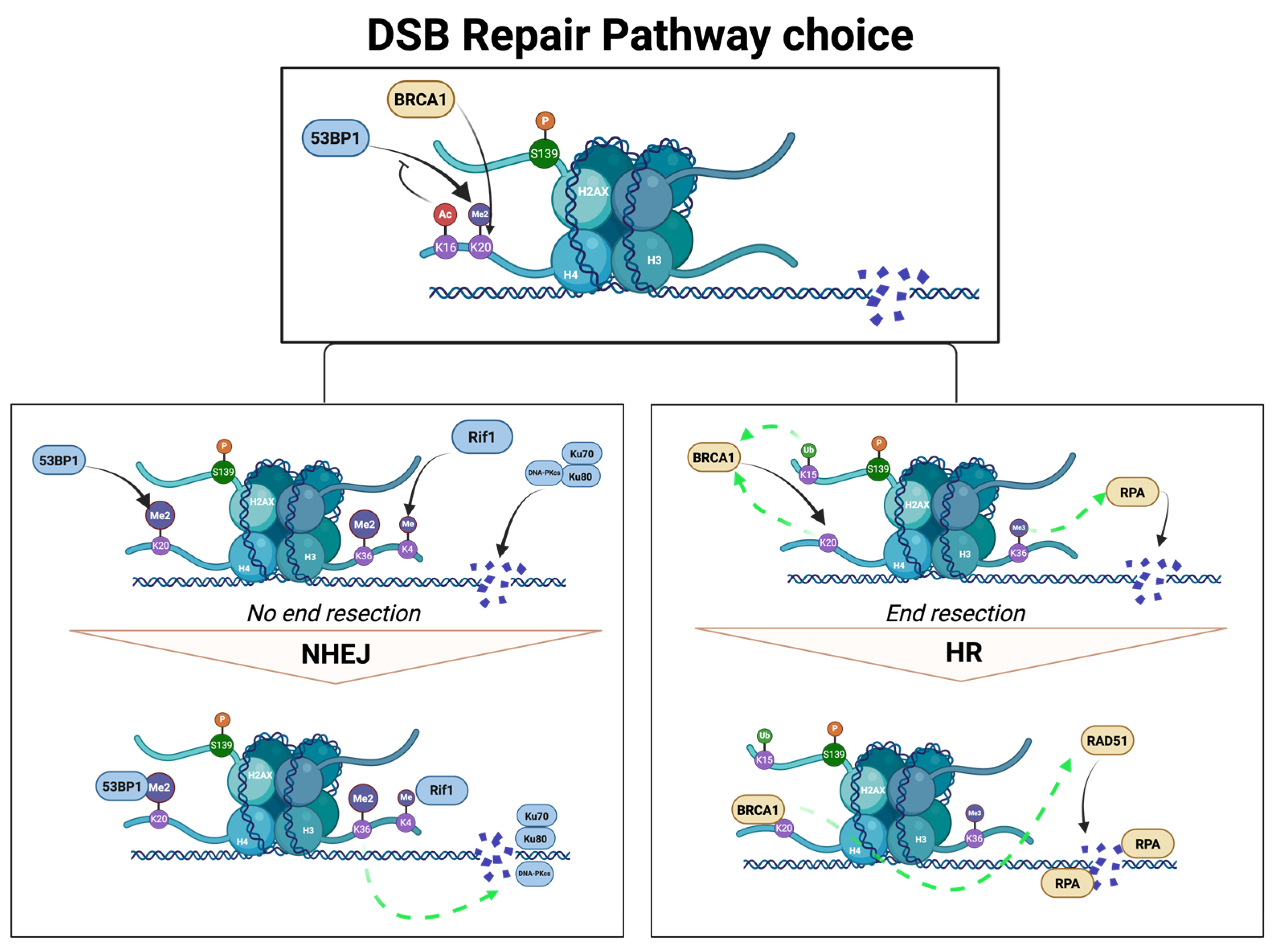 Biology 14 01556 g002 Biology 14 01556 g002