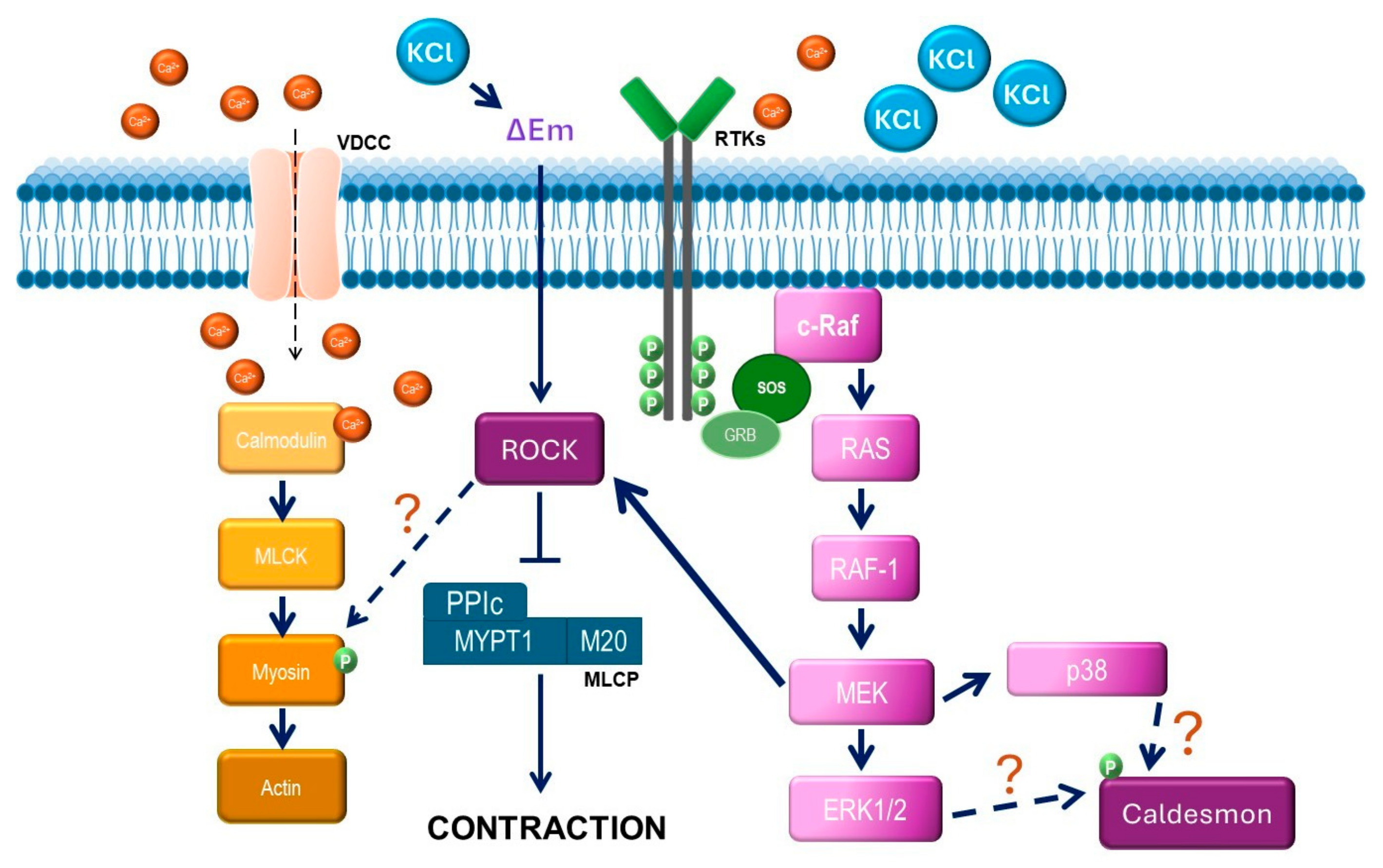 Biology 14 01557 g015 Biology 14 01557 g015