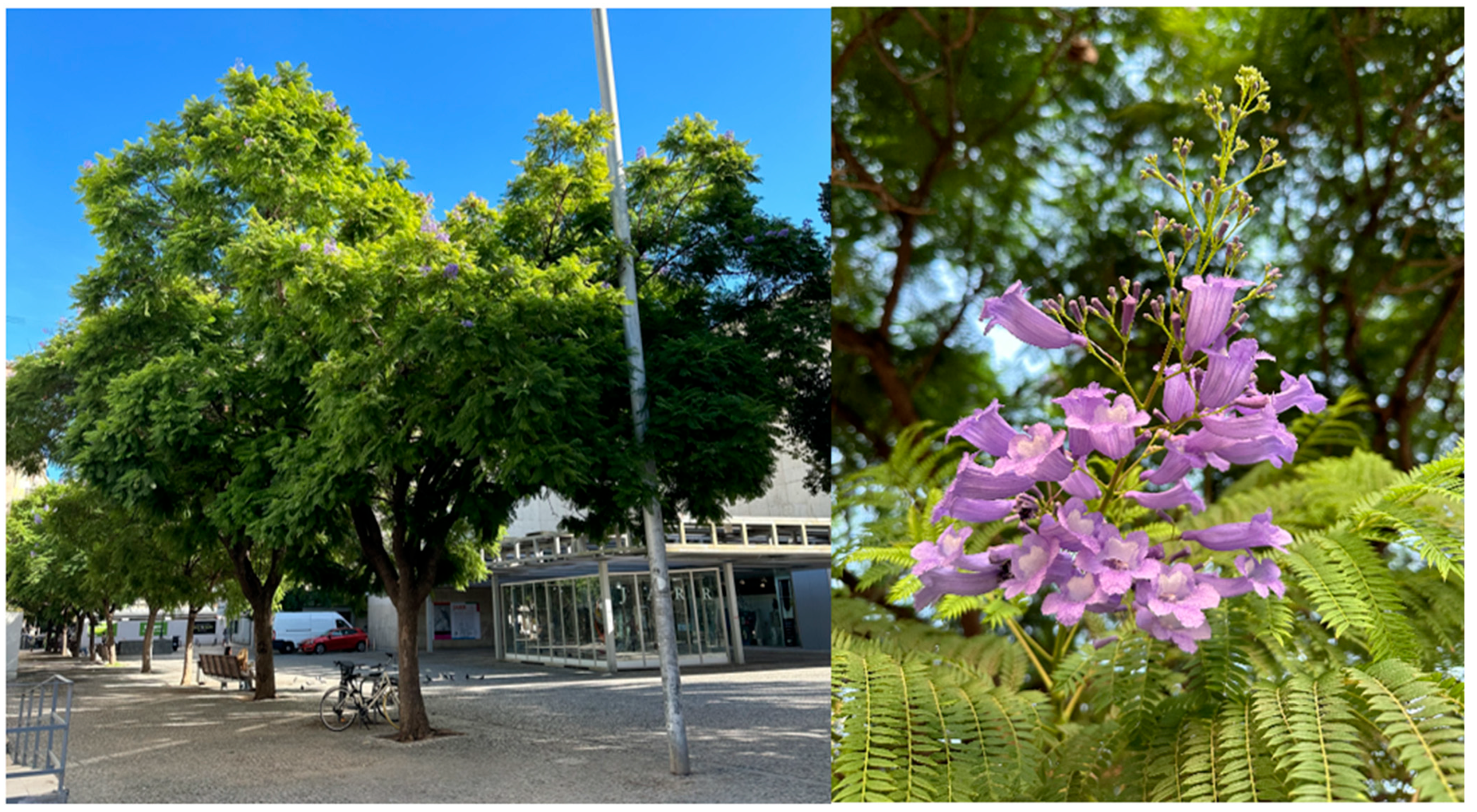 Biology 14 01569 g001 Biology 14 01569 g001