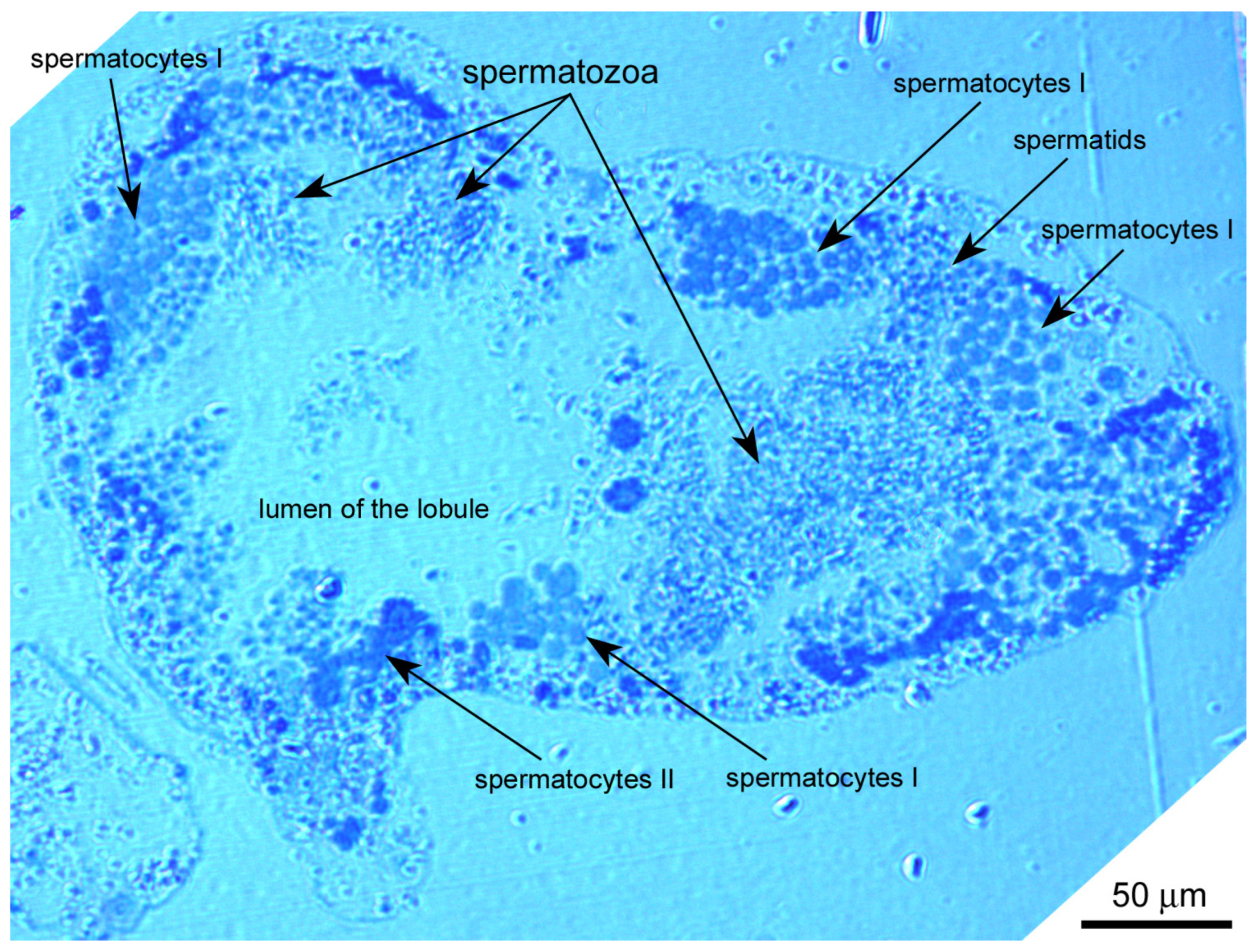 Biology 14 01572 g001