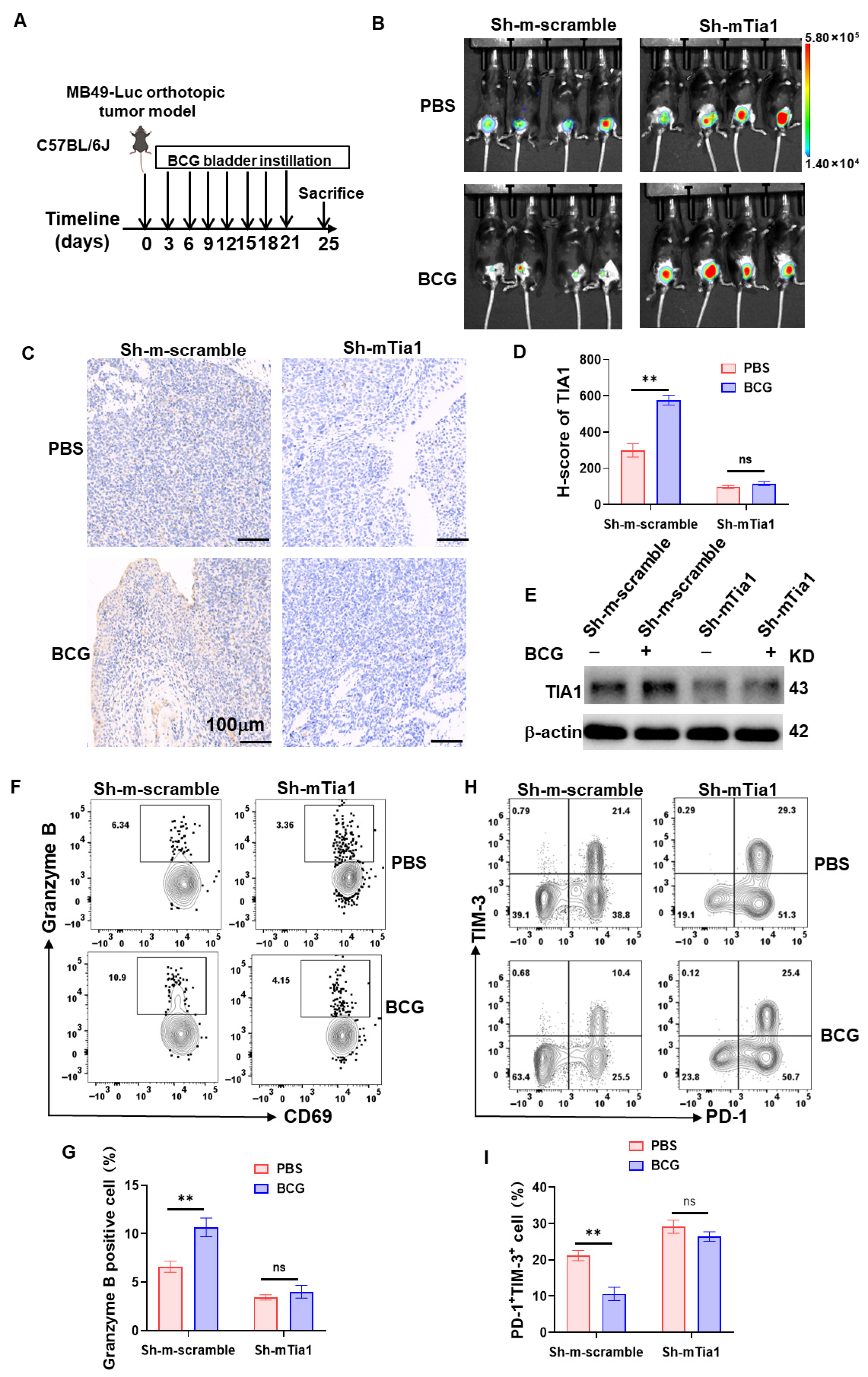 Biology 14 01576 g007