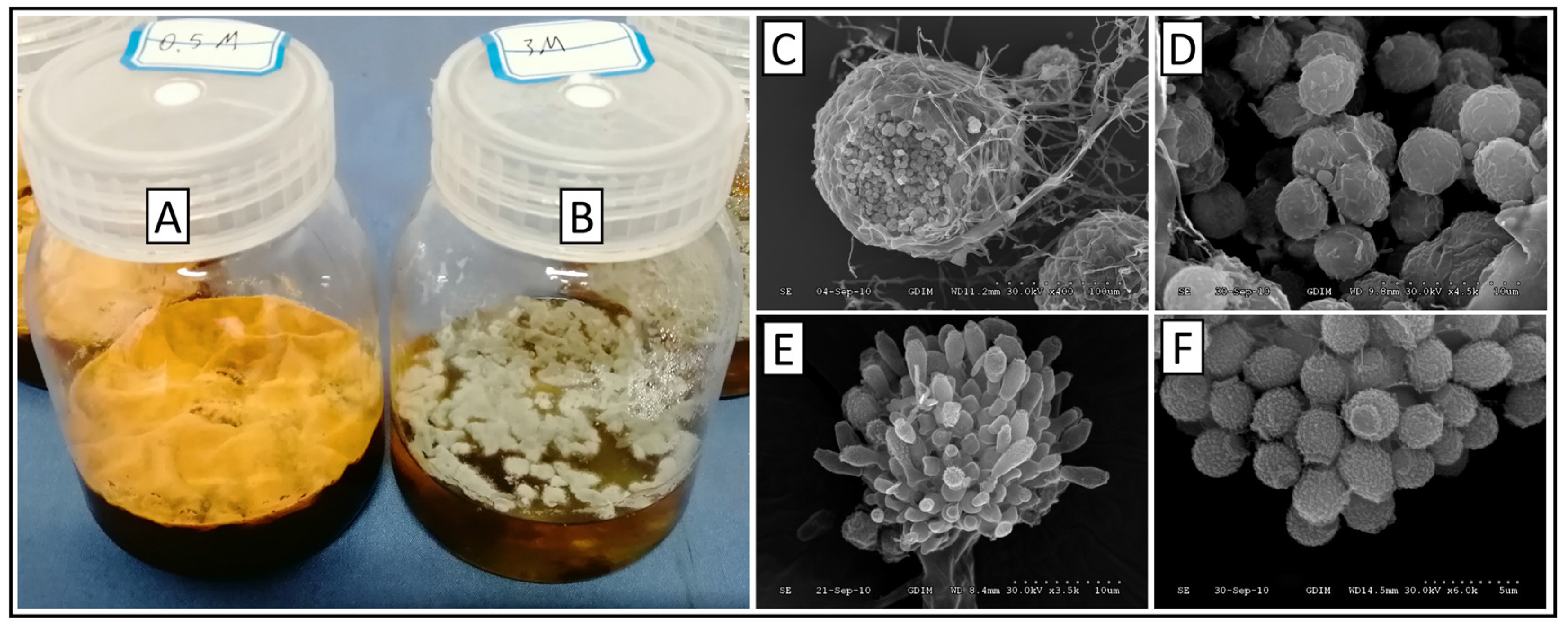 Biology 14 01592 g001