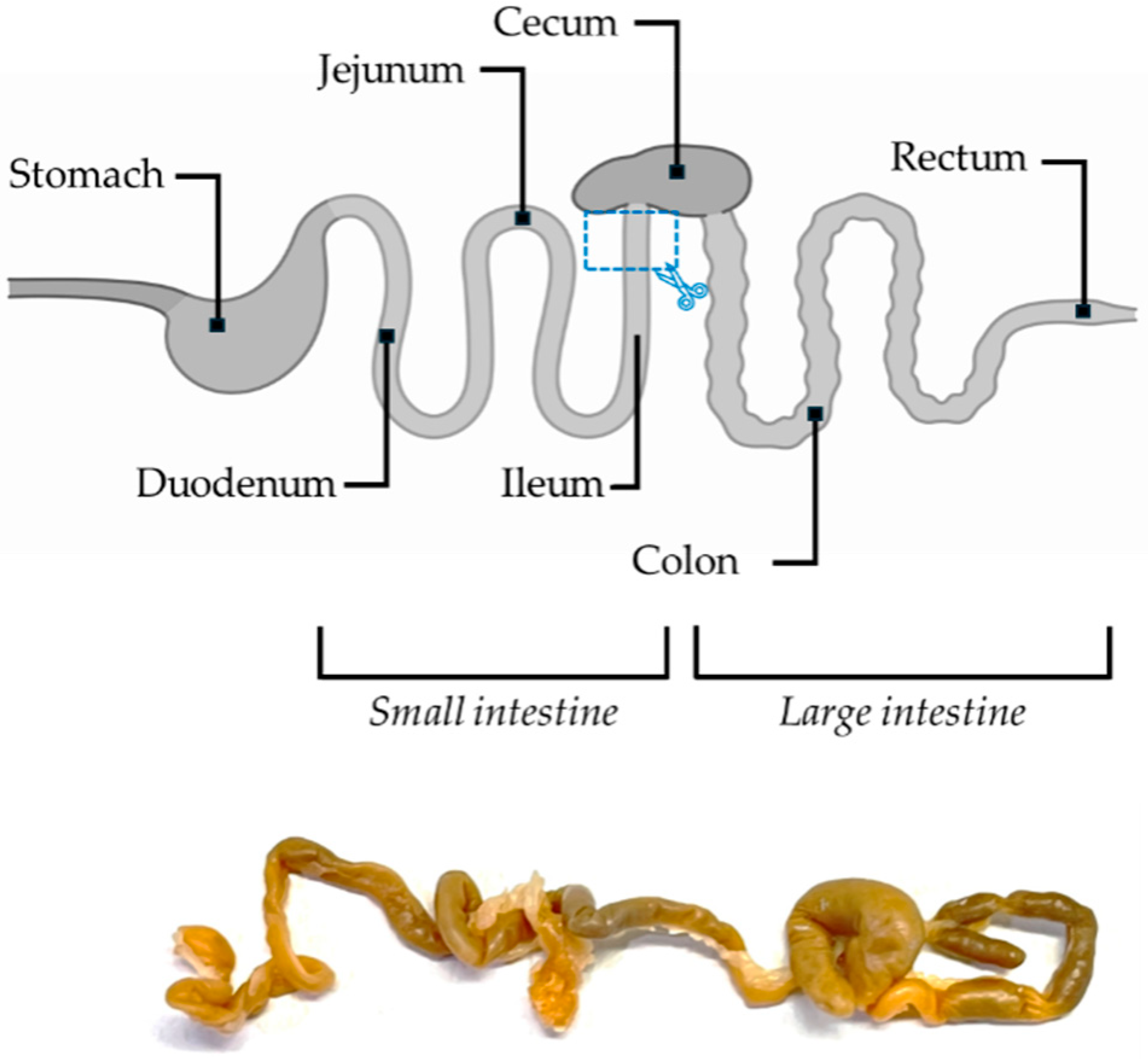 Biology 14 01594 g001 Biology 14 01594 g001