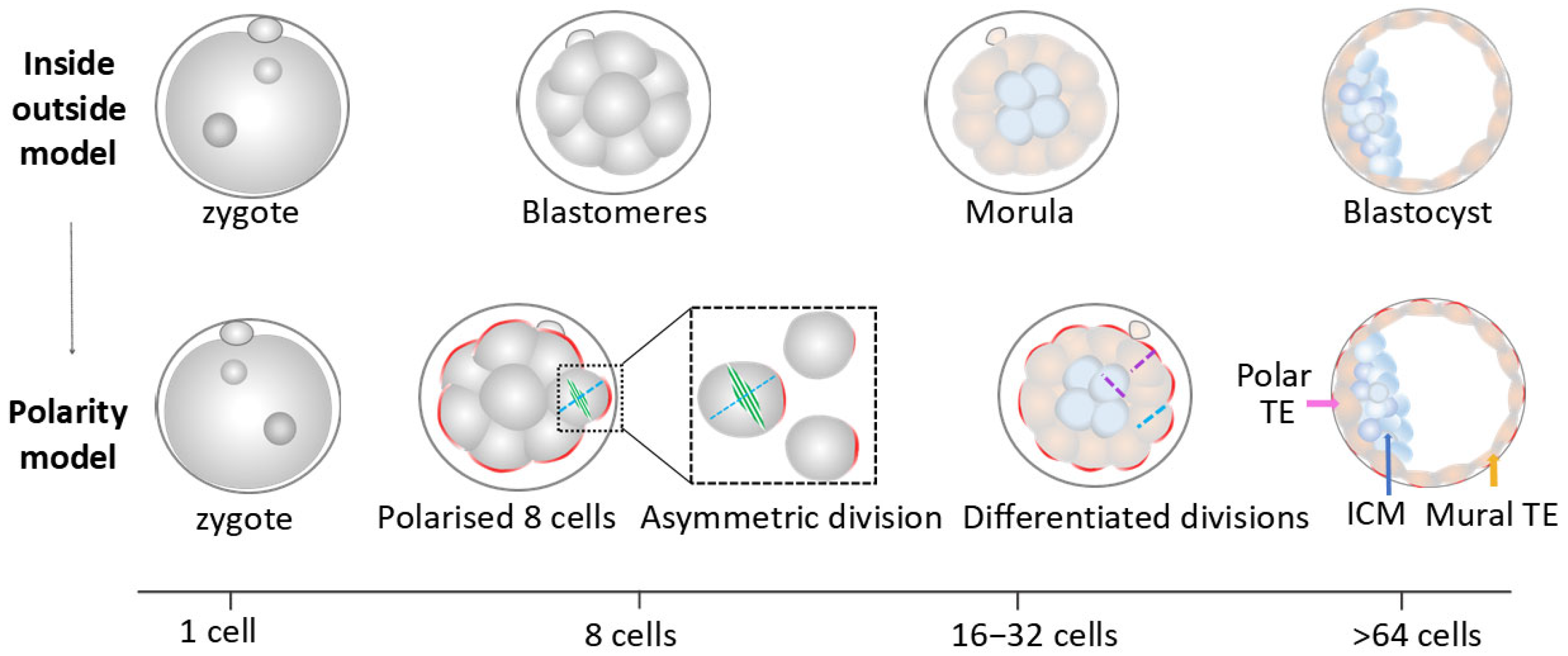Biology 14 01596 g003