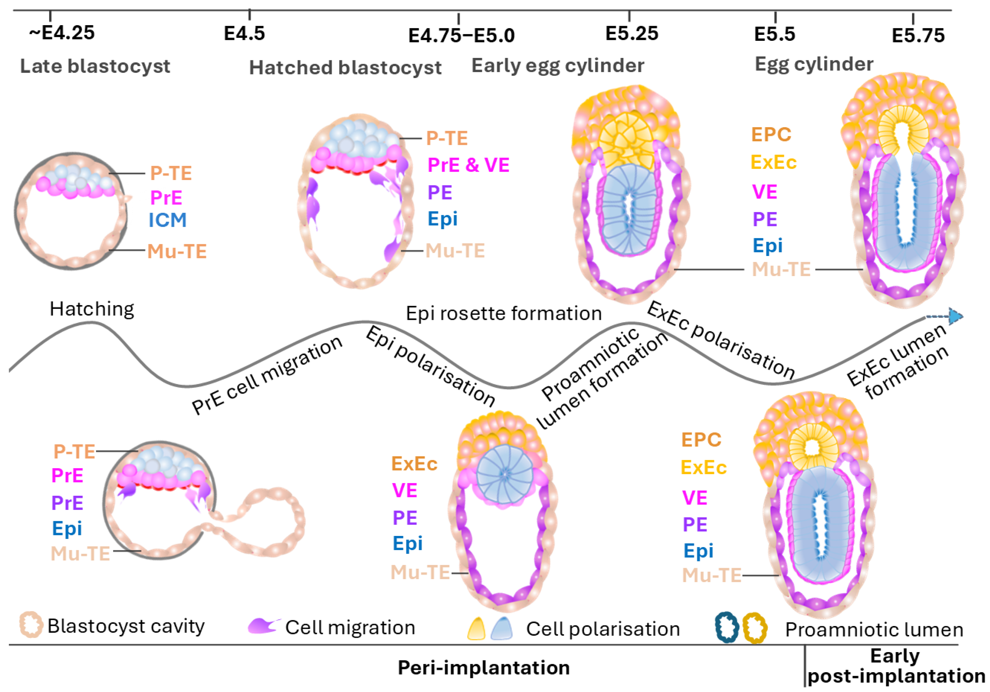 Biology 14 01596 g005