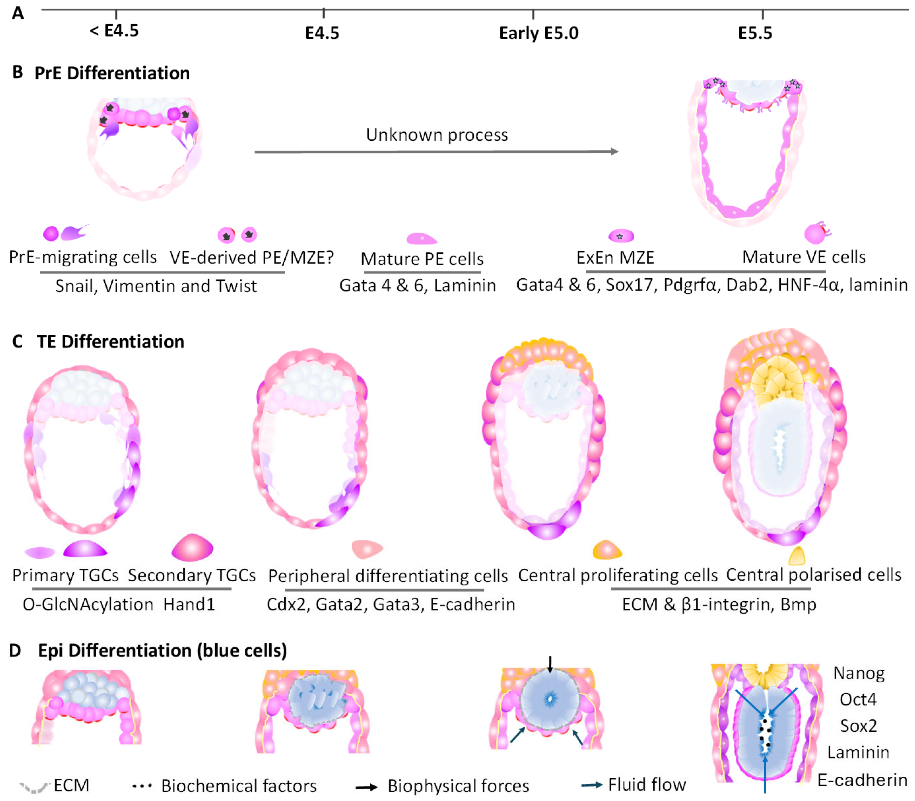 Biology 14 01596 g006
