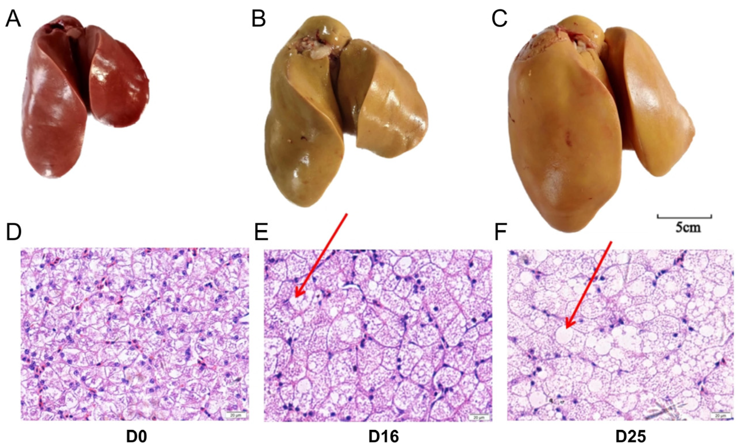 Biology 14 01617 g001