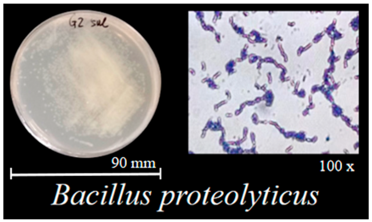 Biology 14 01633 g001 Biology 14 01633 g001