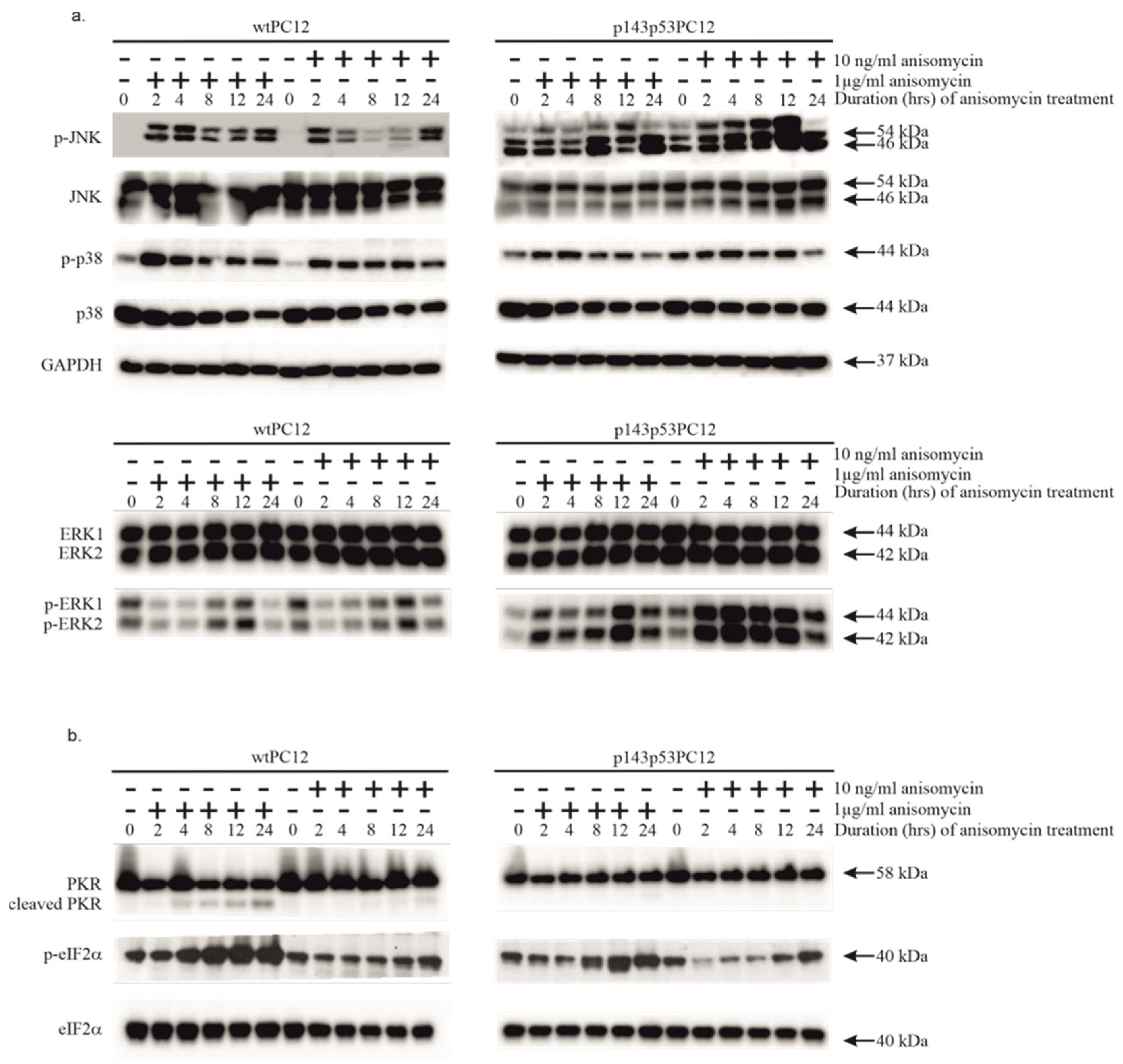 Biology 14 01634 g001 Biology 14 01634 g001