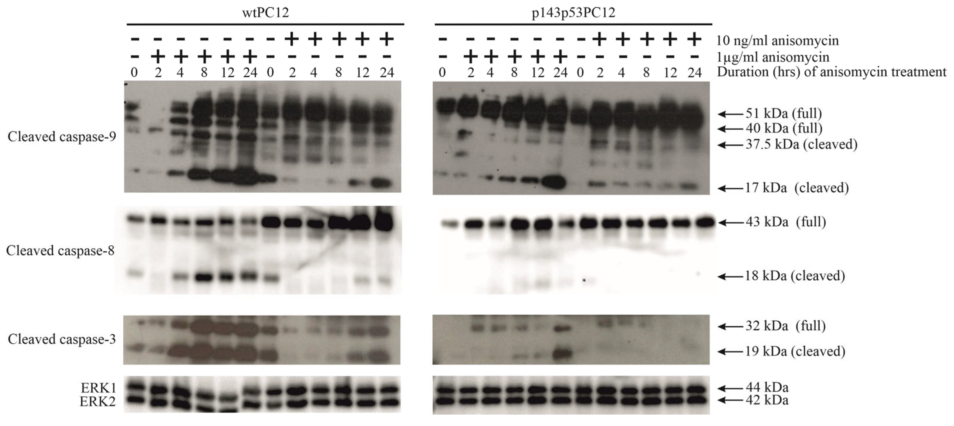 Biology 14 01634 g002 Biology 14 01634 g002
