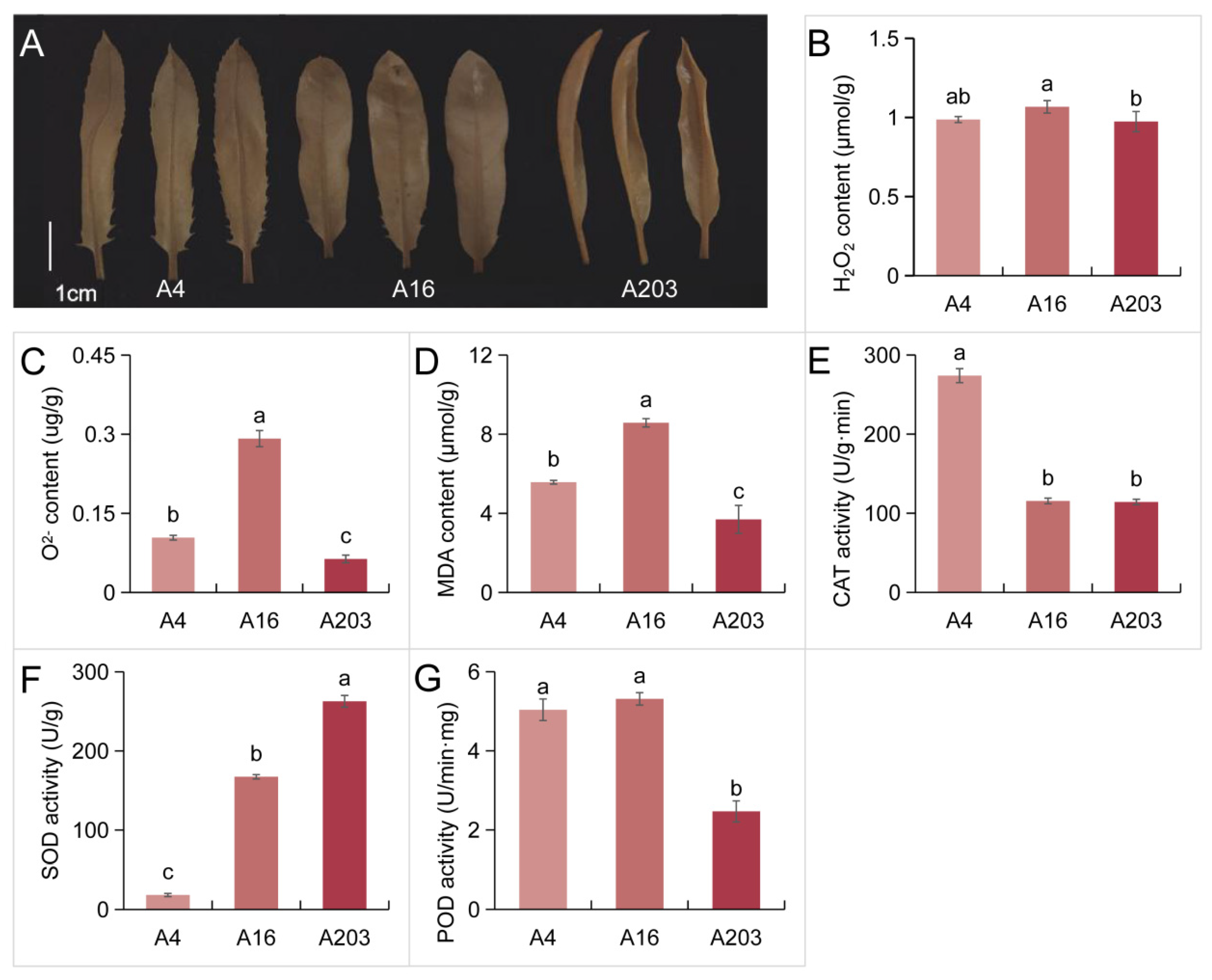 Biology 14 01638 g003