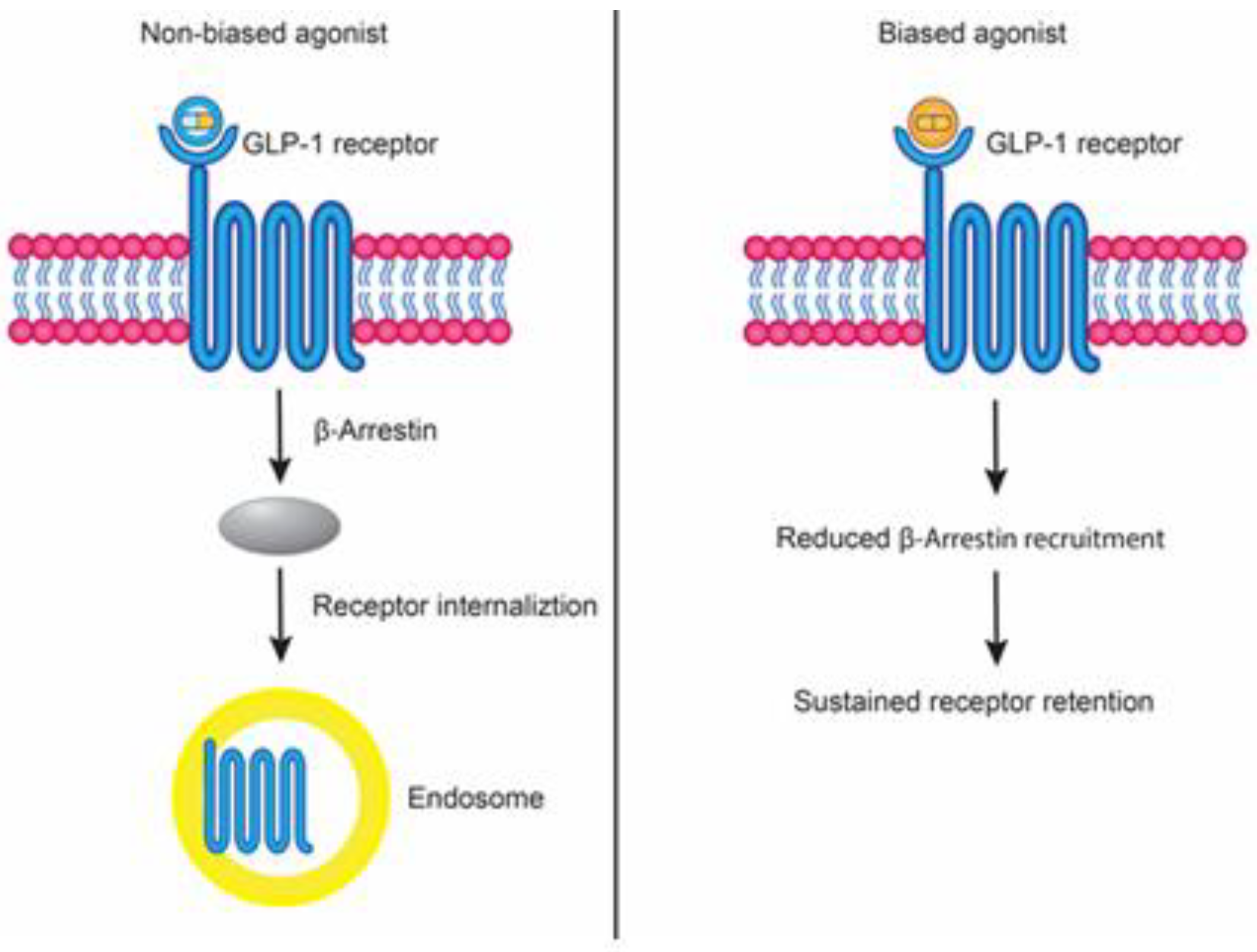 Biology 14 01650 g001