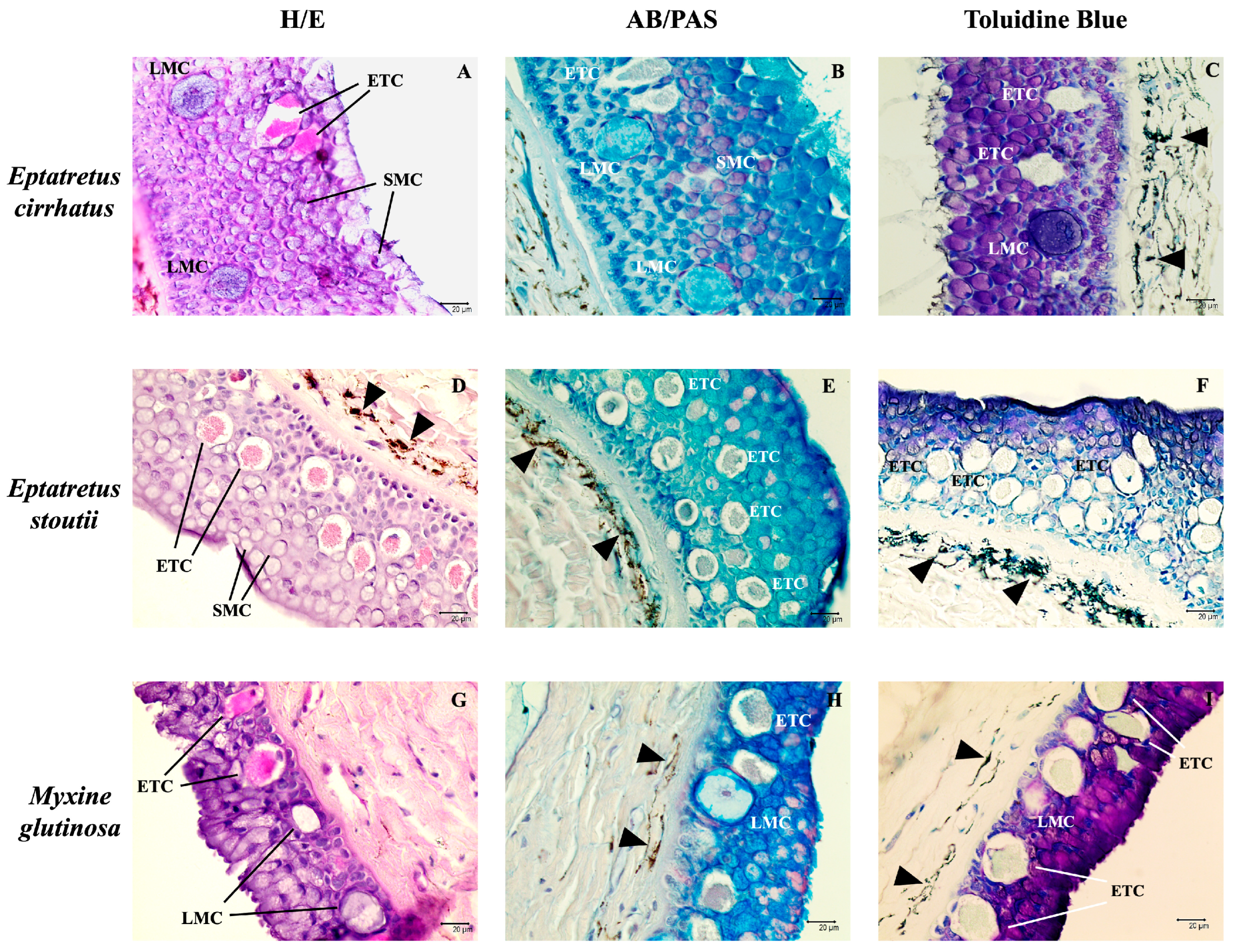 Biology 14 01662 g001