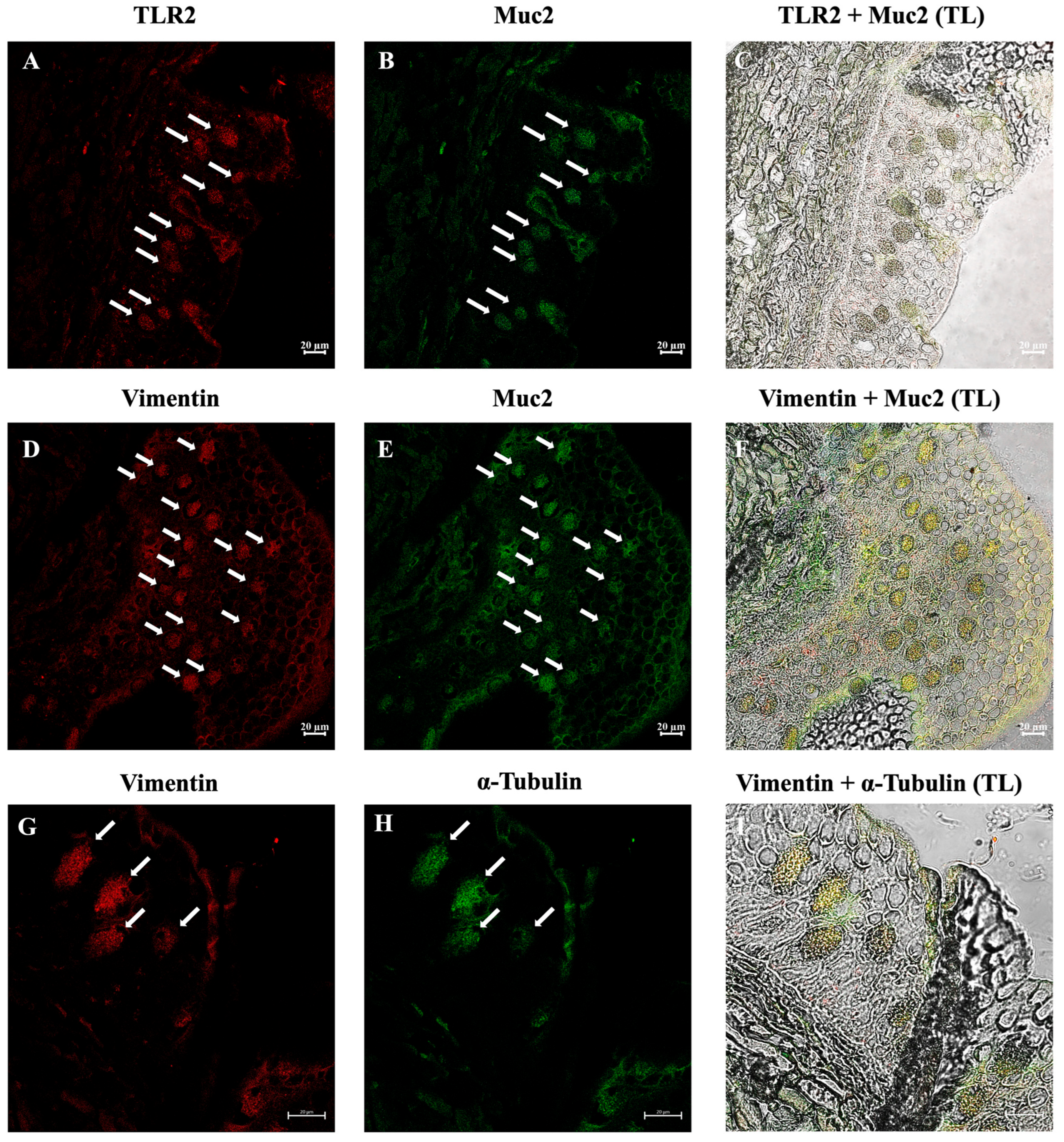 Biology 14 01662 g004