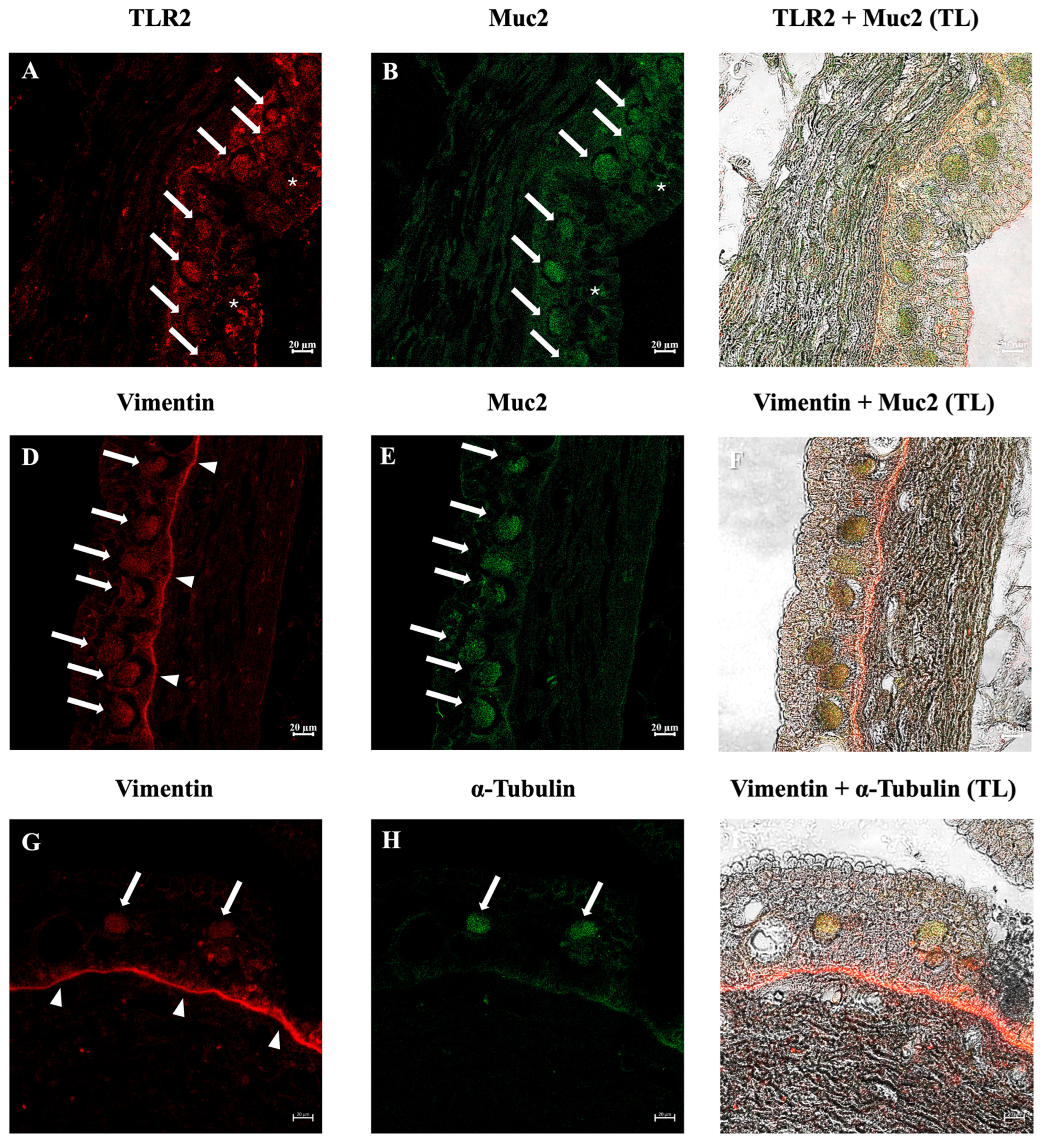 Biology 14 01662 g005