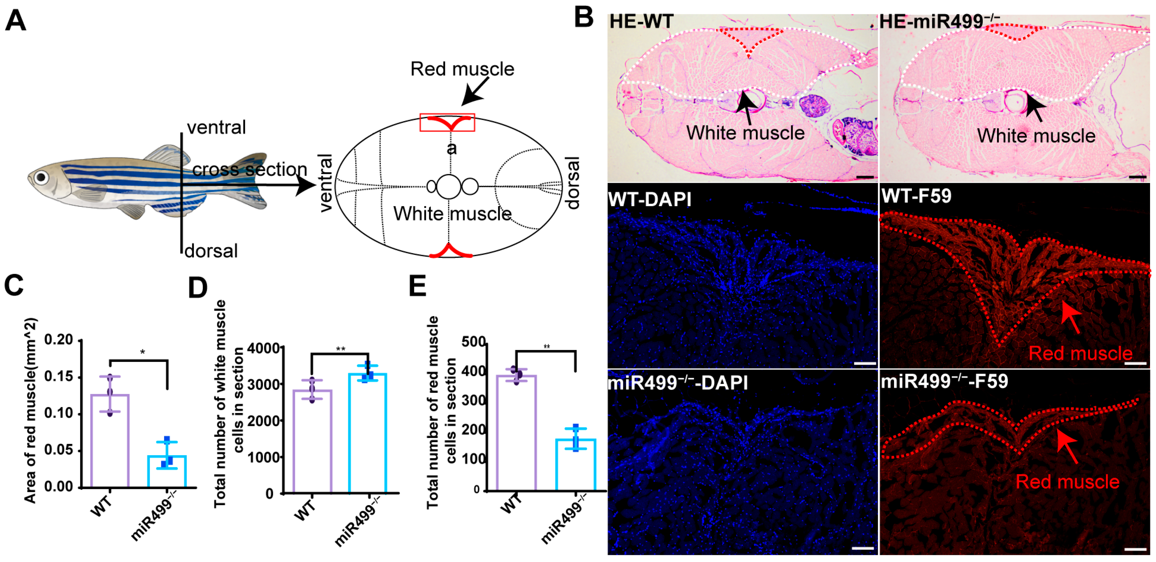 Biology 14 01670 g003 Biology 14 01670 g003