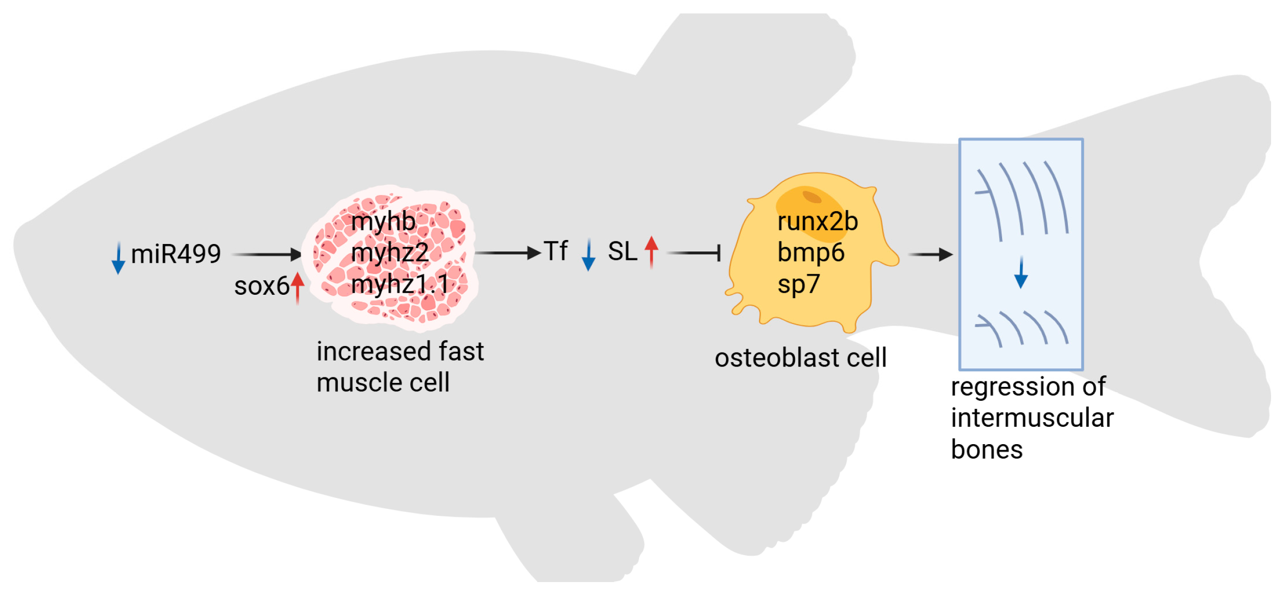 Biology 14 01670 g007 Biology 14 01670 g007