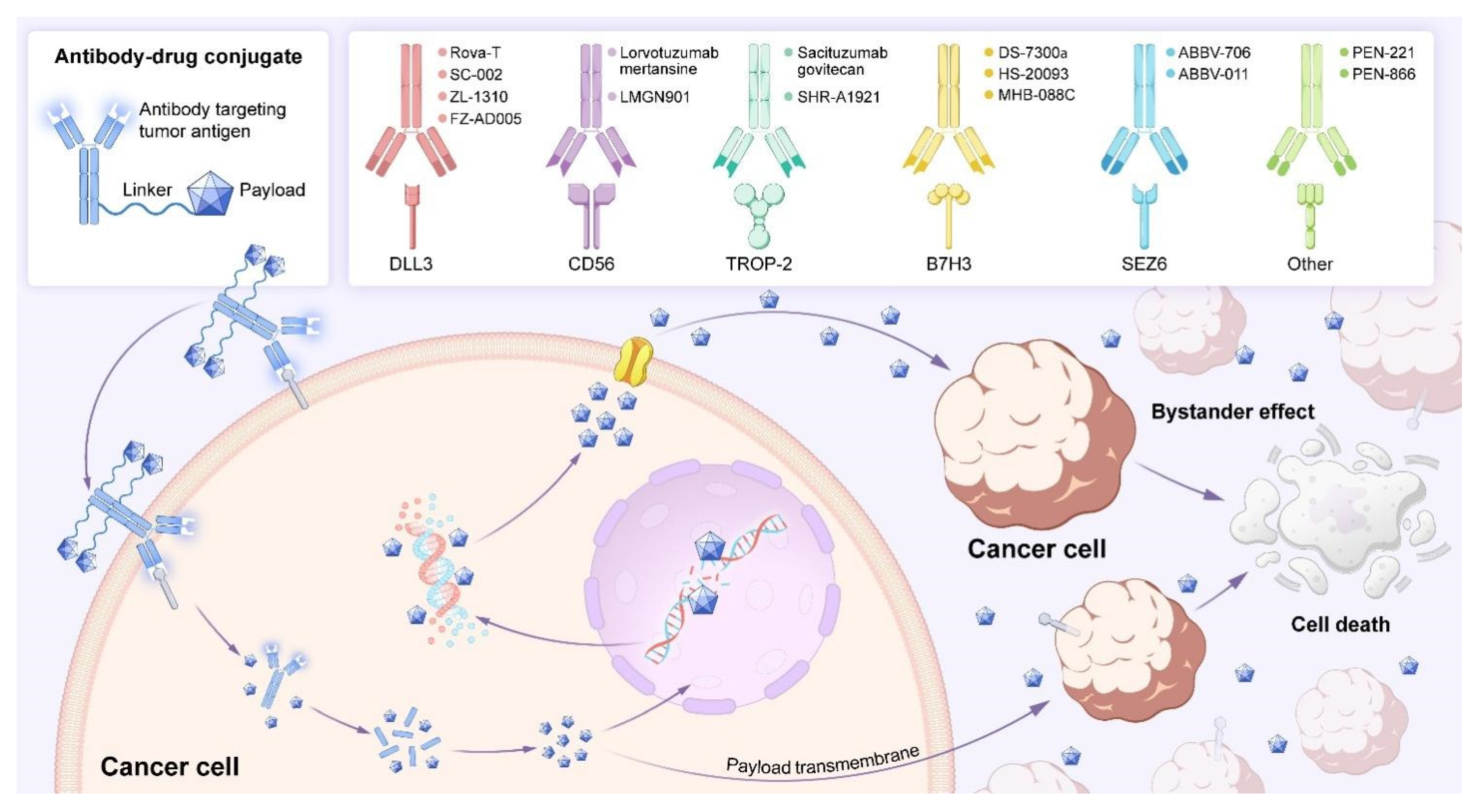 Biology 14 01677 g003