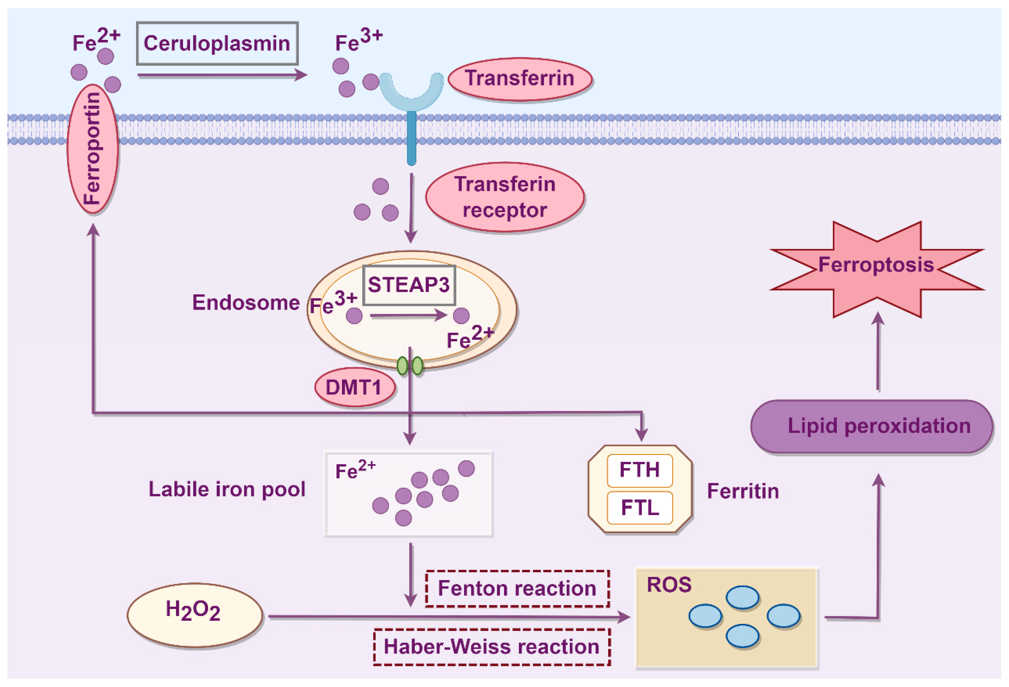 Biology 14 01679 g001