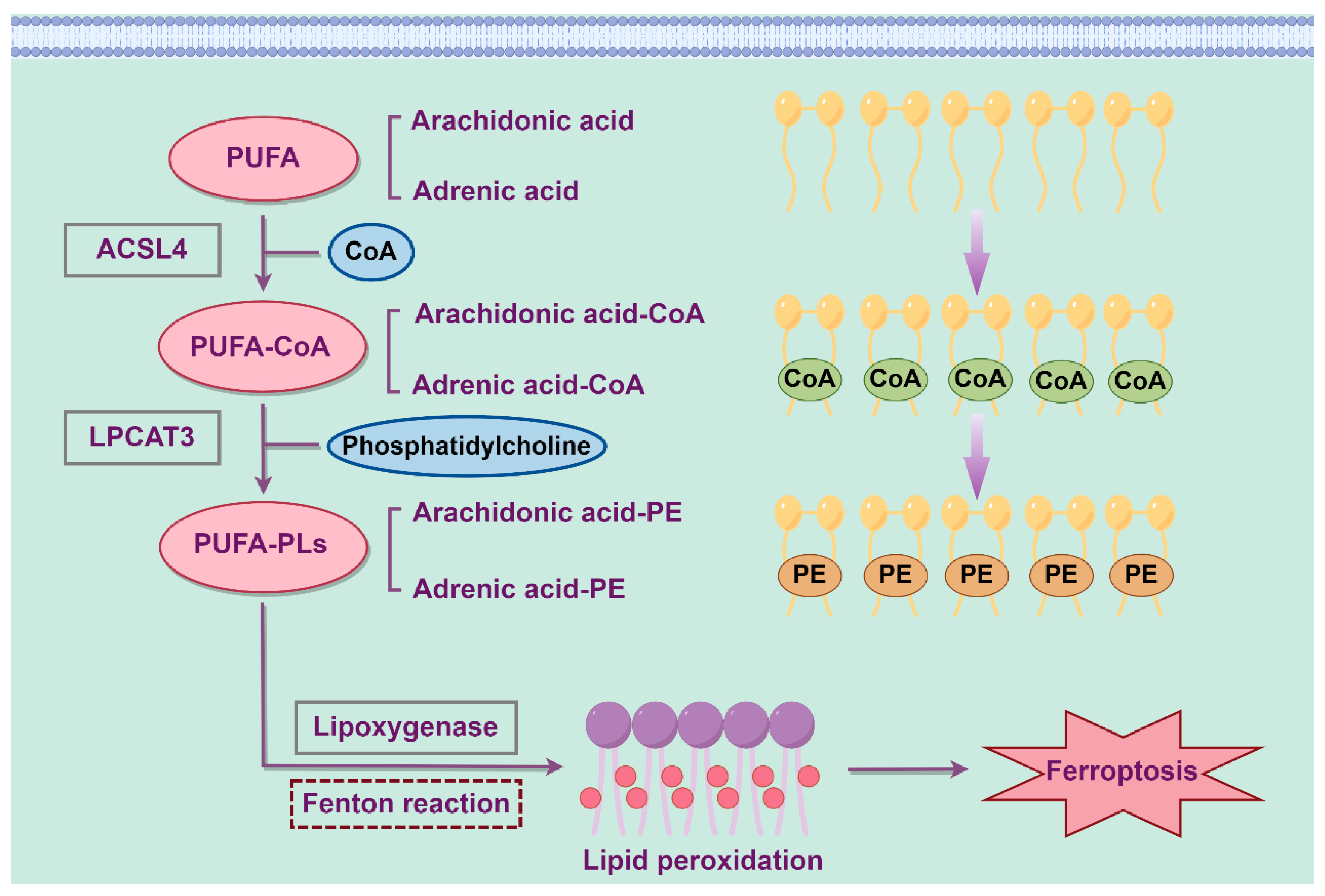 Biology 14 01679 g002