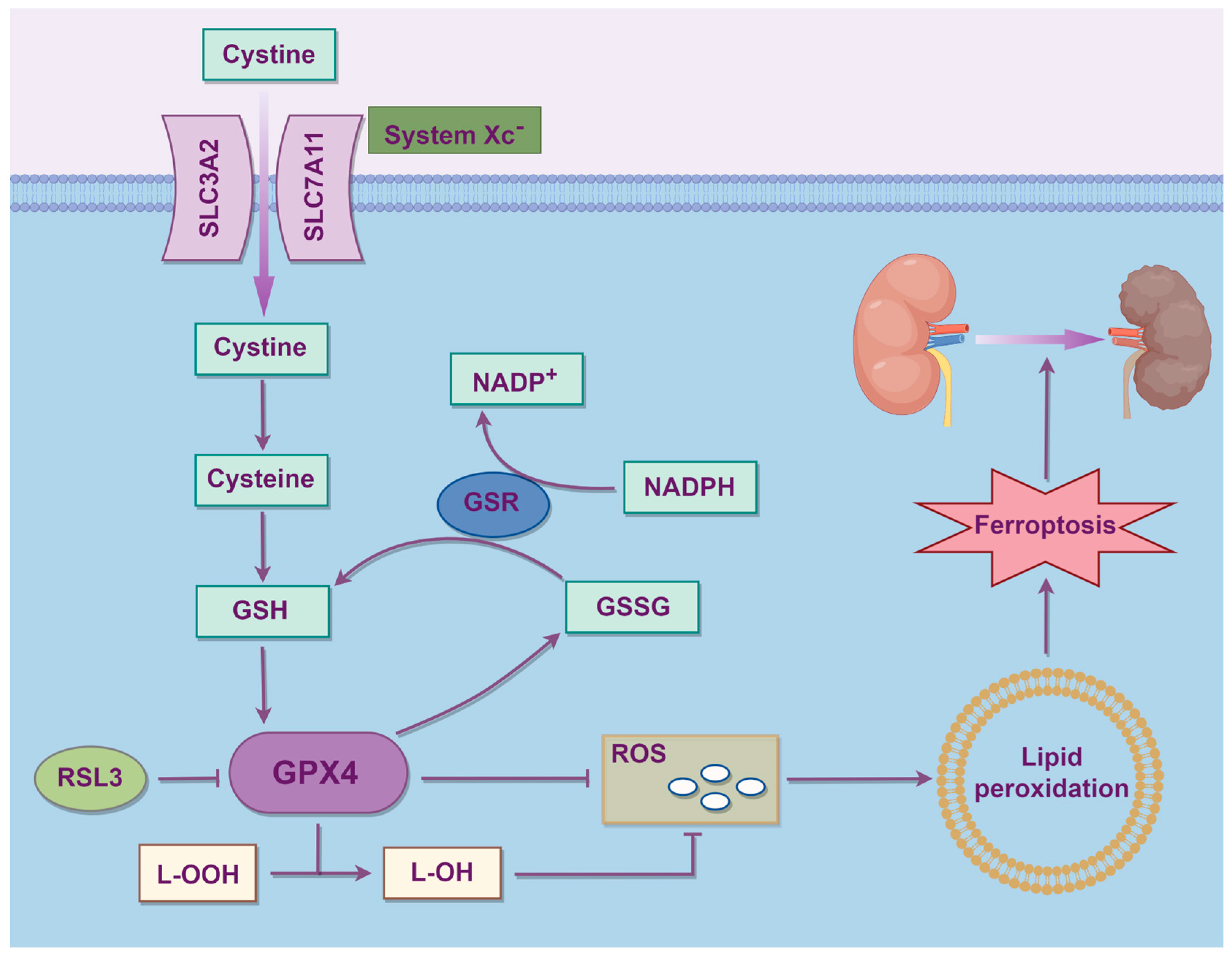 Biology 14 01679 g003