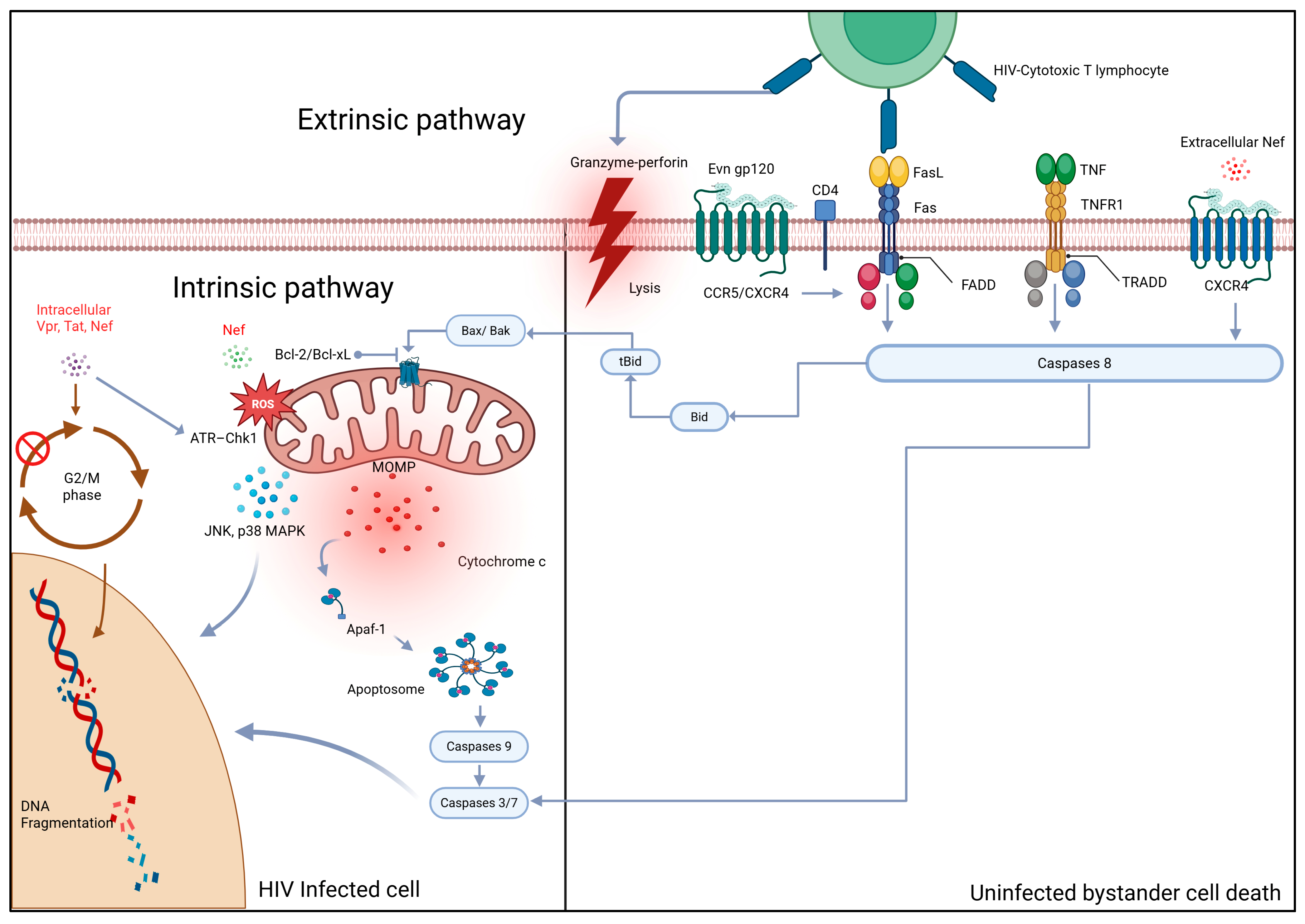 Biology 14 01680 g001
