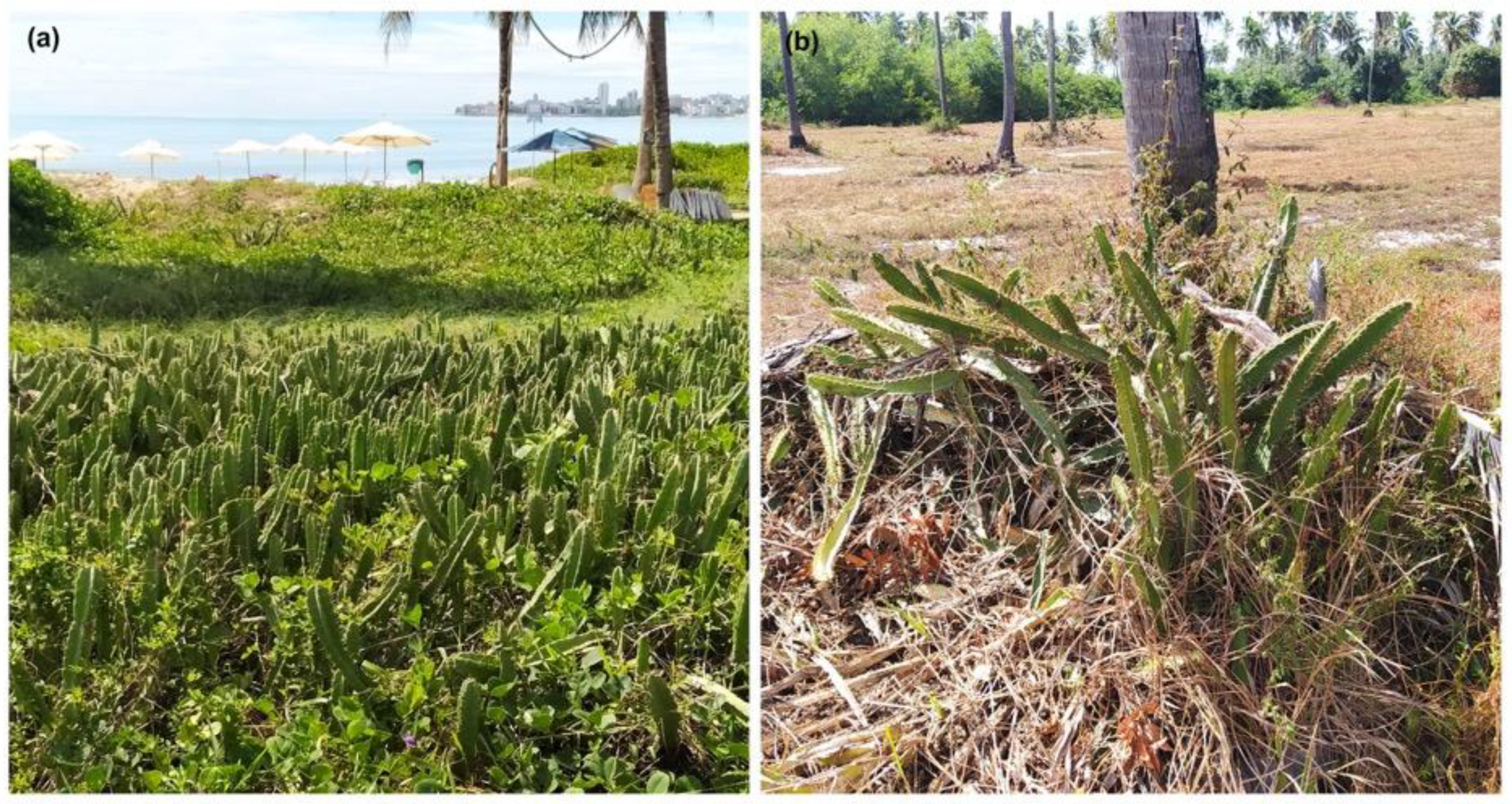 Biology 14 01702 g002 Biology 14 01702 g002