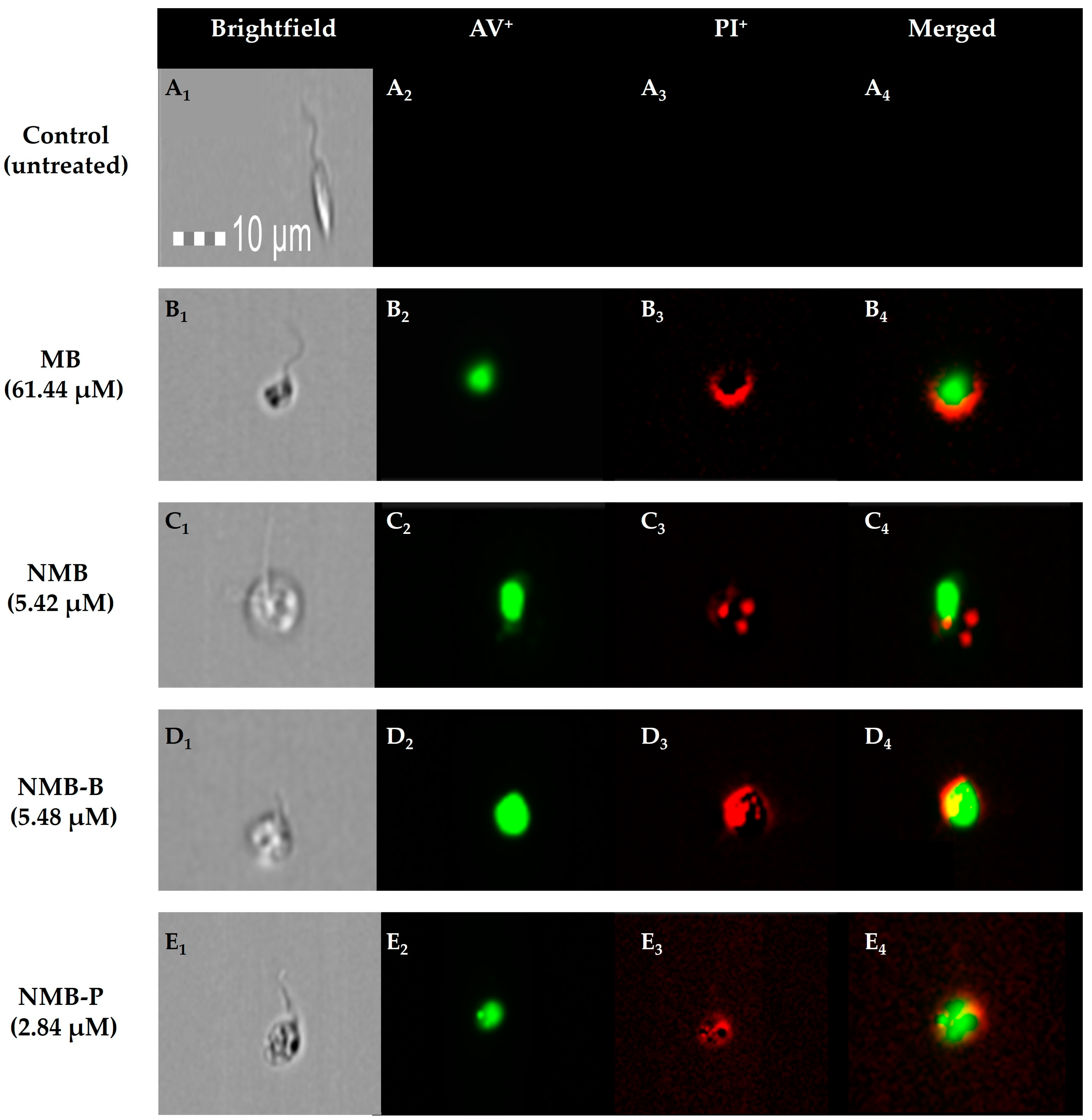 Biology 14 01709 g008