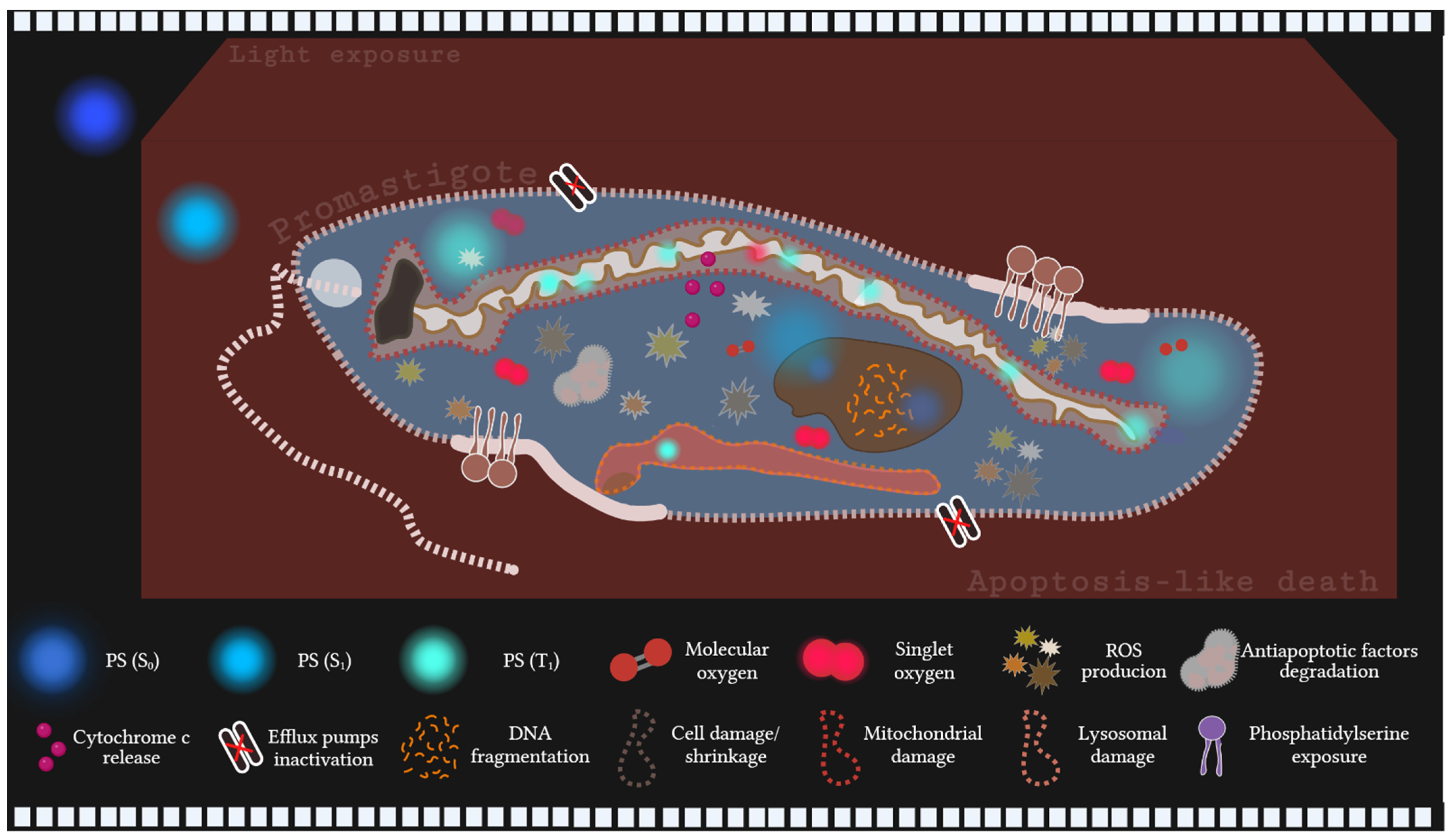 Biology 14 01710 g004 Biology 14 01710 g004